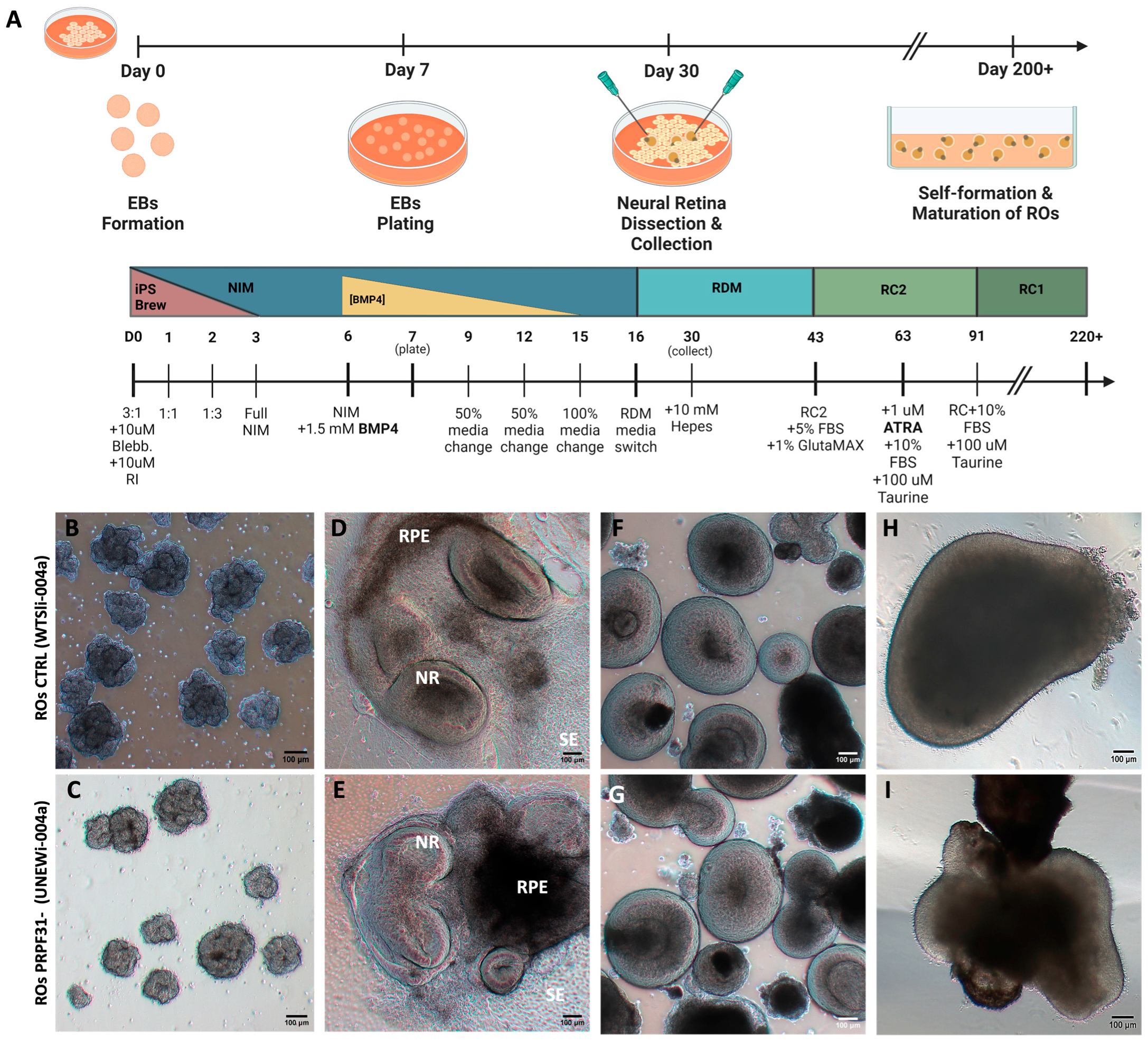 Biomedicines 14 00045 g001