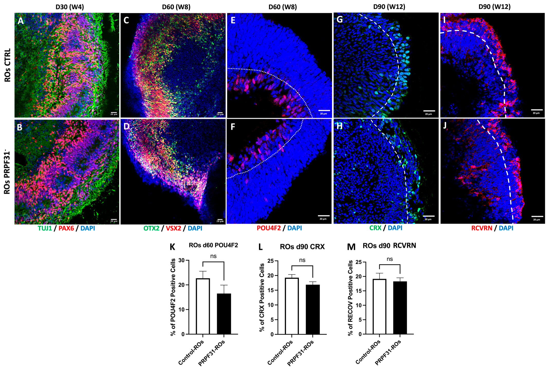 Biomedicines 14 00045 g002