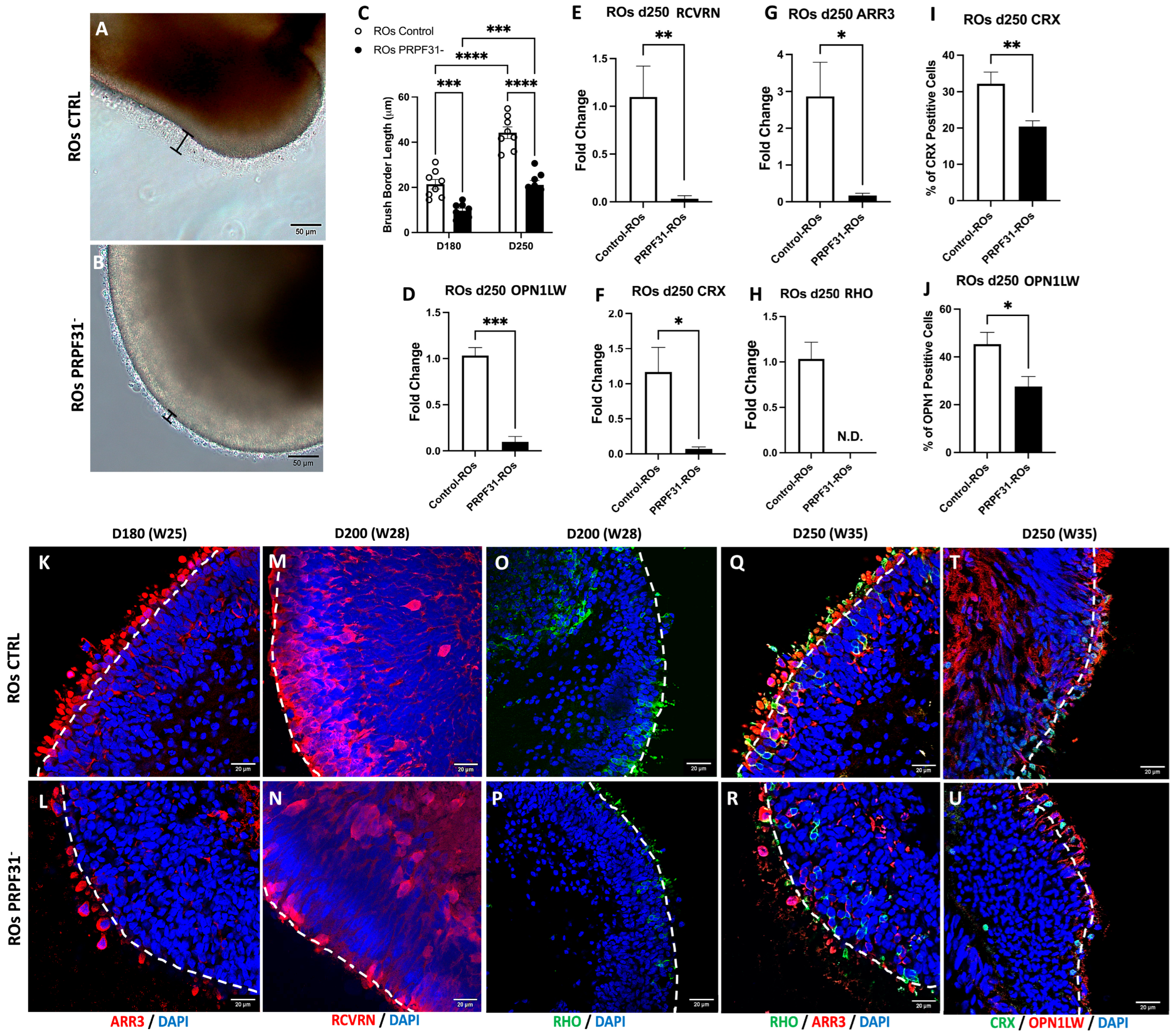Biomedicines 14 00045 g003