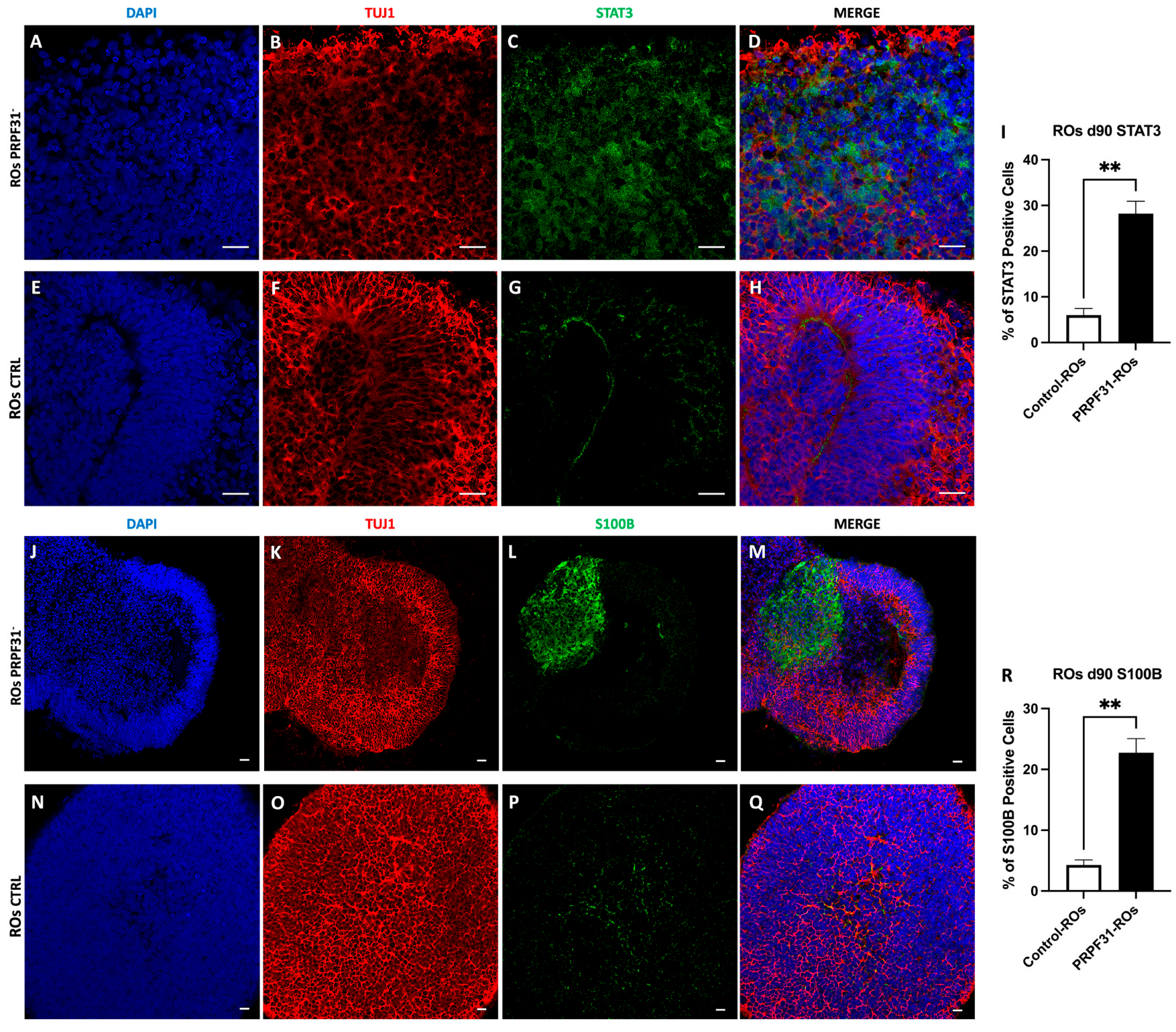 Biomedicines 14 00045 g008