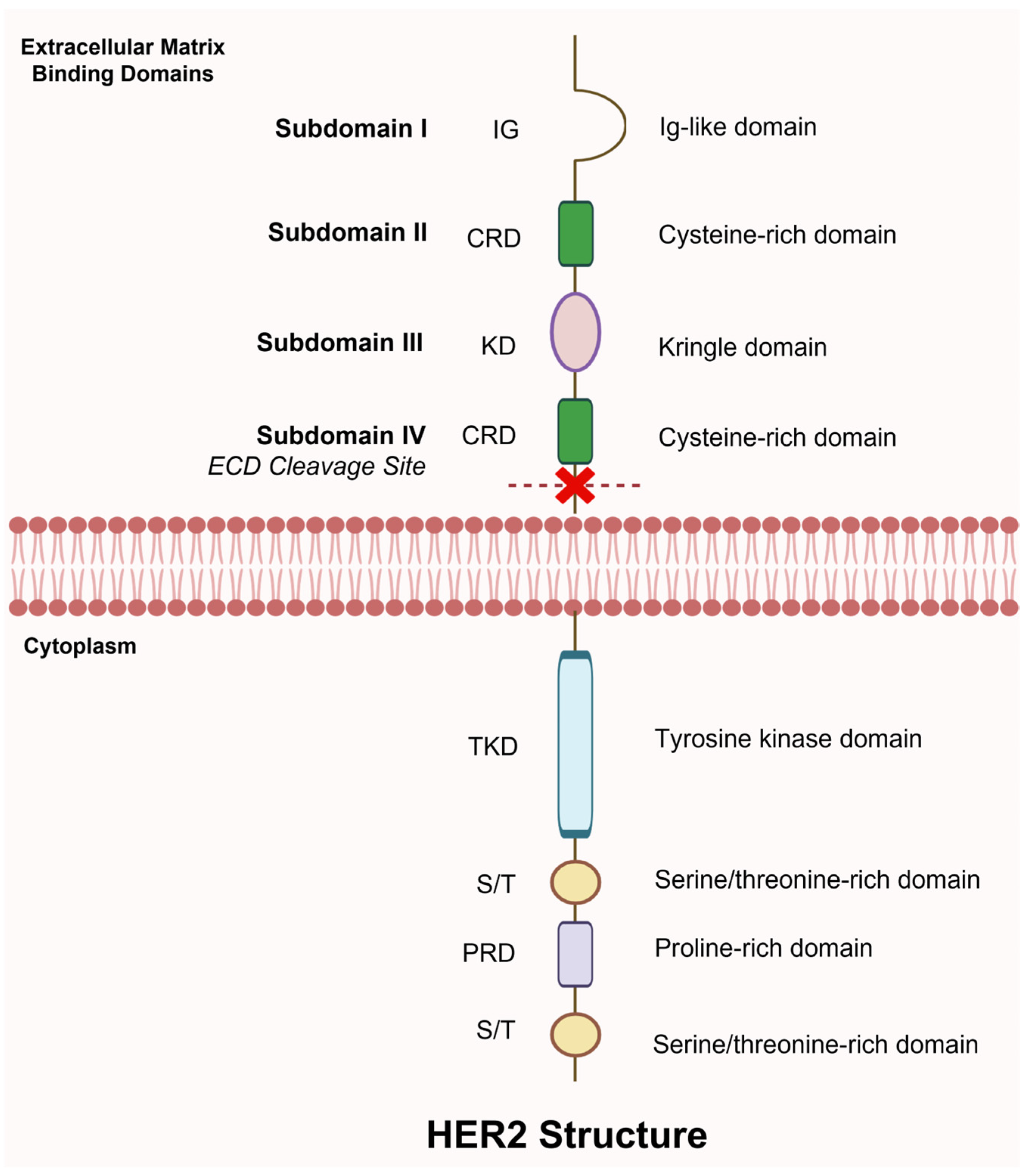 Biomedicines 14 00049 g004