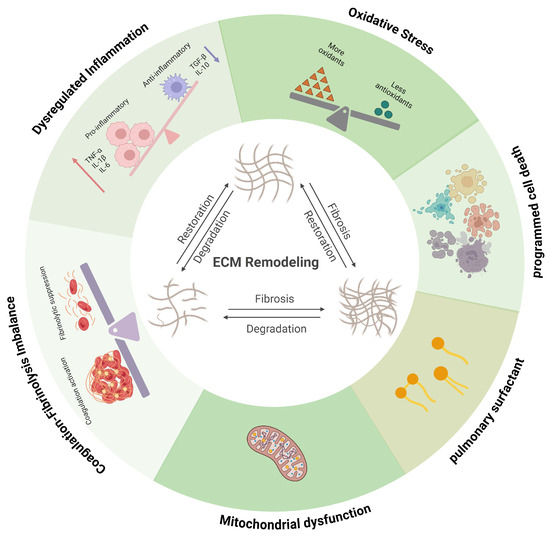The Extracellular Matrix and the Immune System in Acute Lung