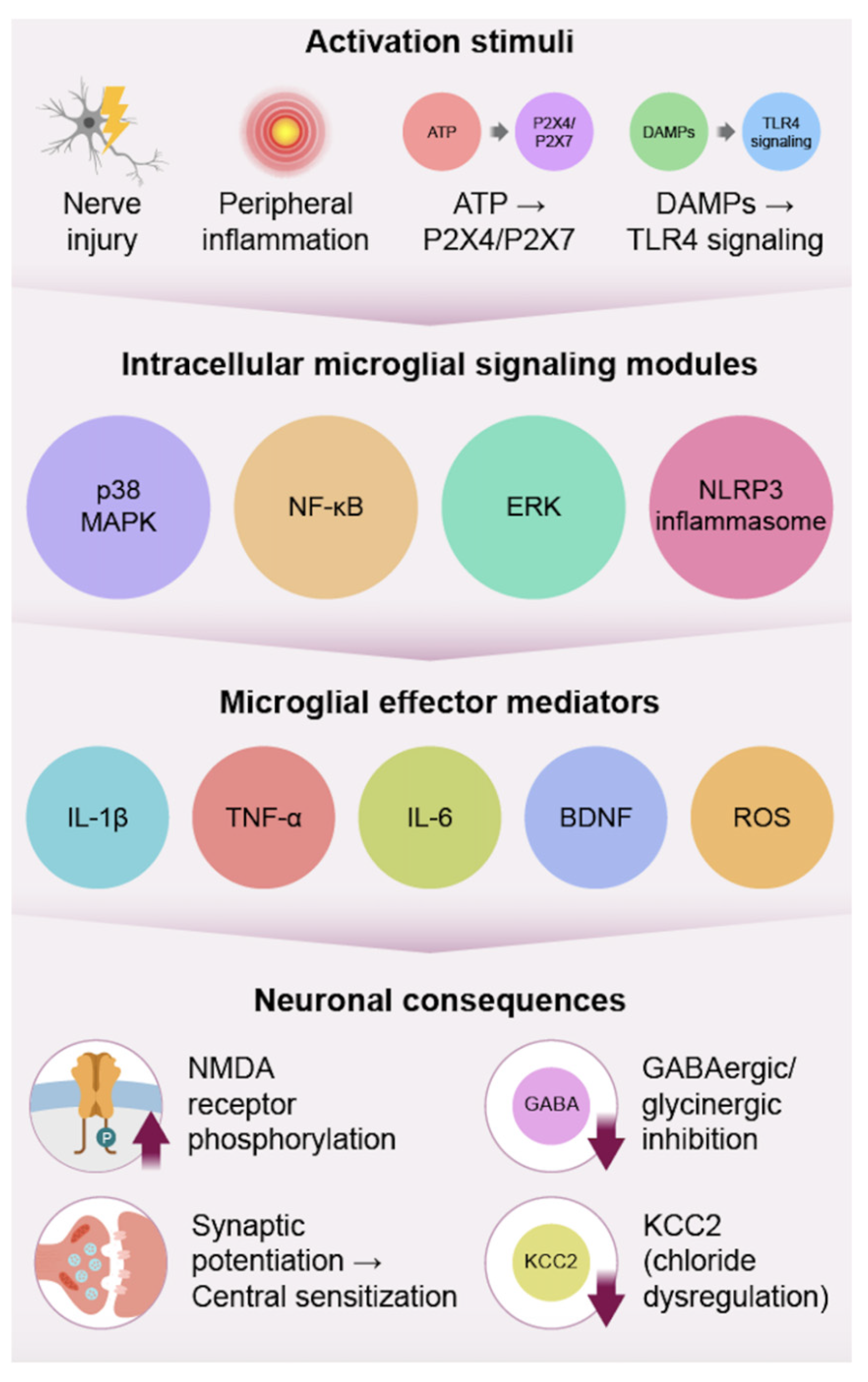 Biomedicines 14 00058 g001