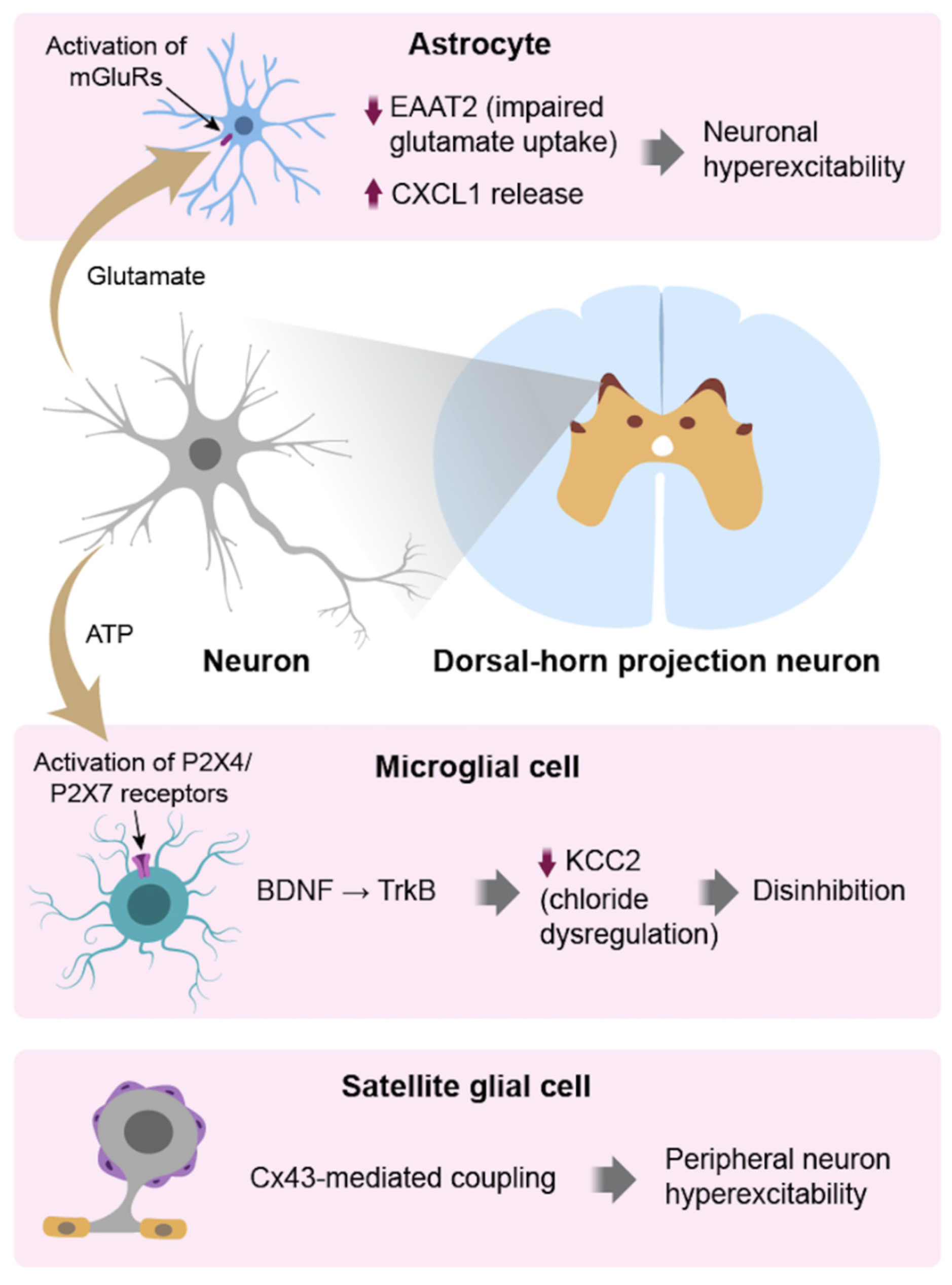 Biomedicines 14 00058 g002