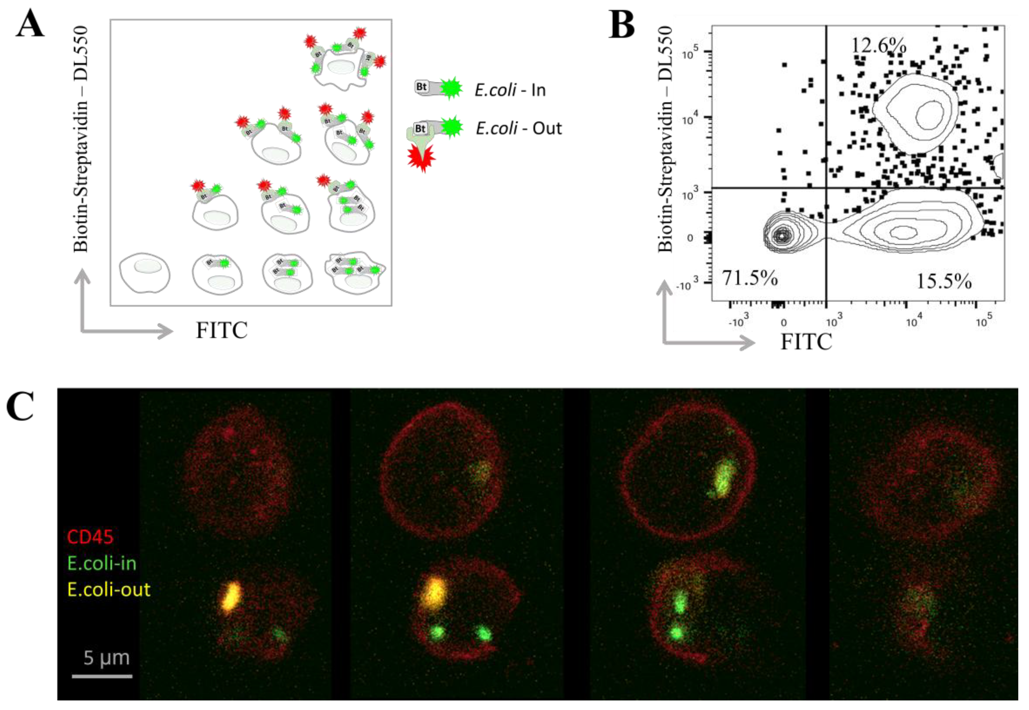 Biomedicines 14 00071 g001