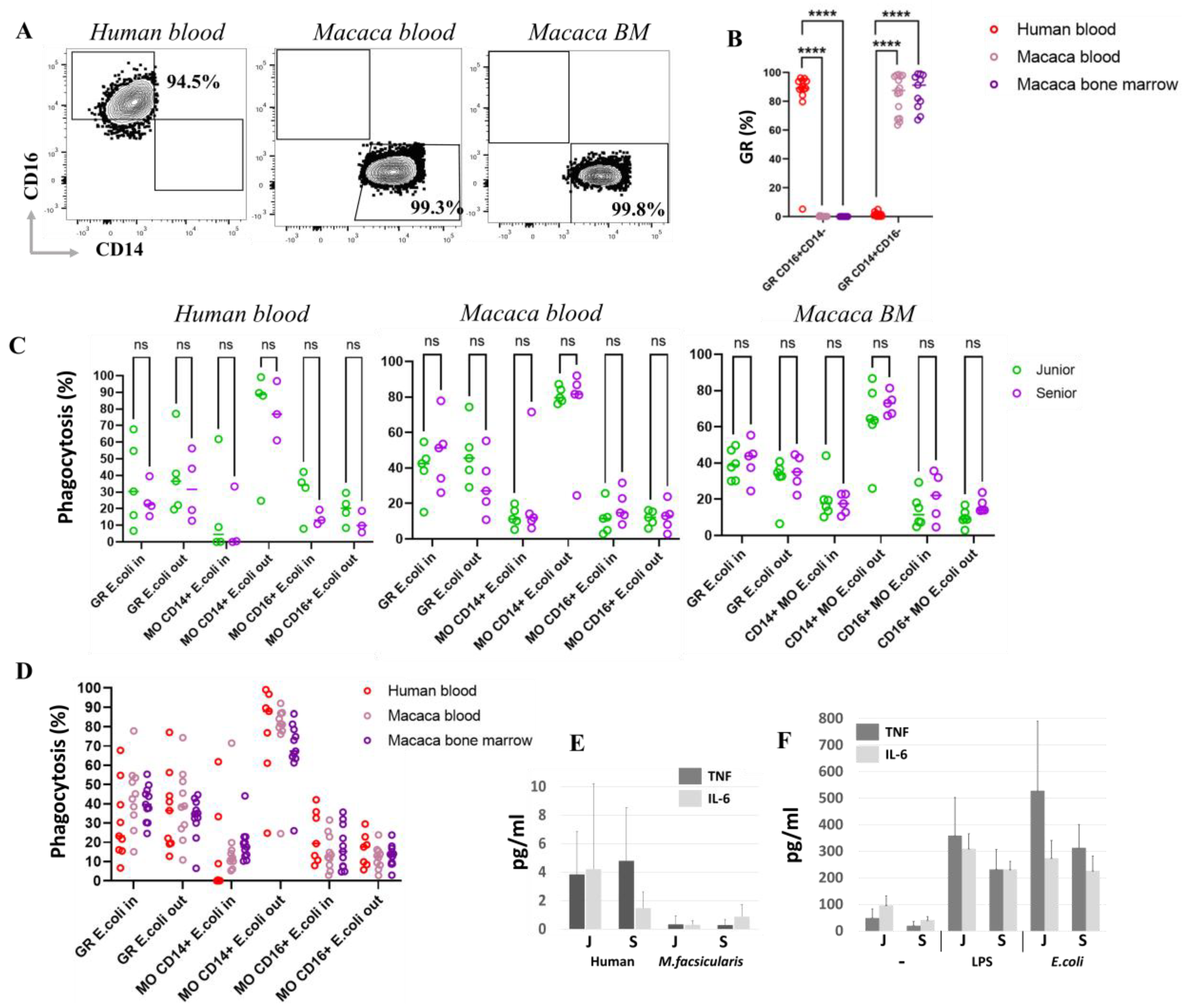 Biomedicines 14 00071 g006