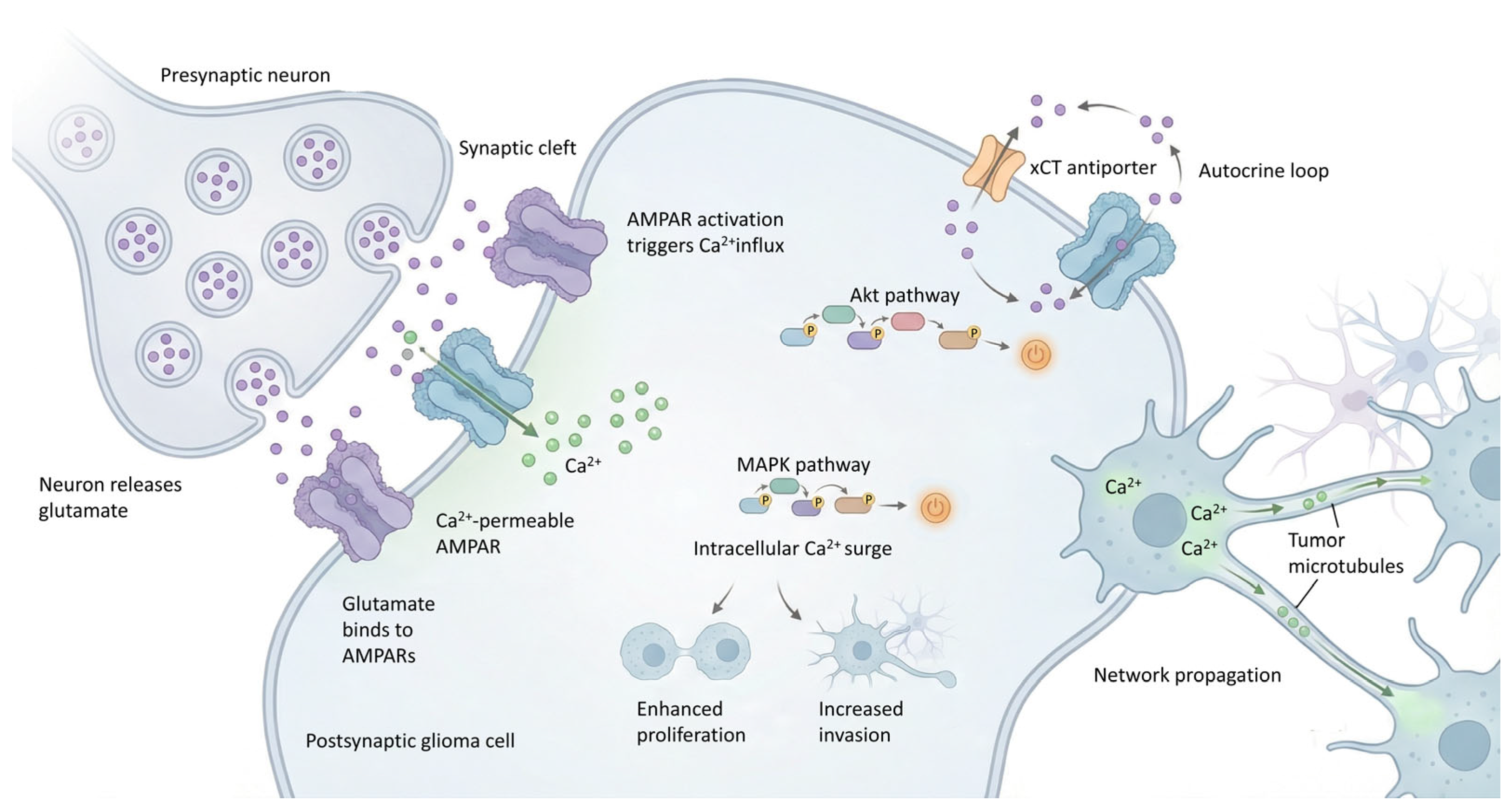 Biomedicines 14 00072 g003