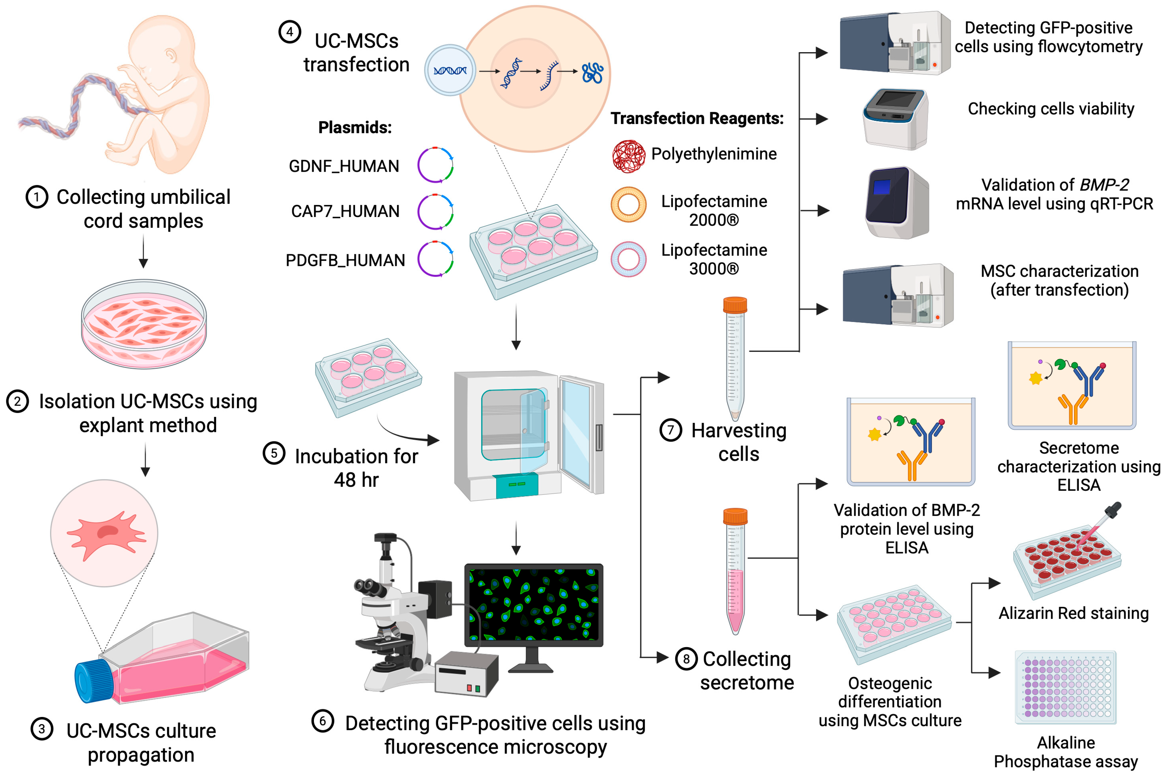 Biomedicines 14 00076 g001