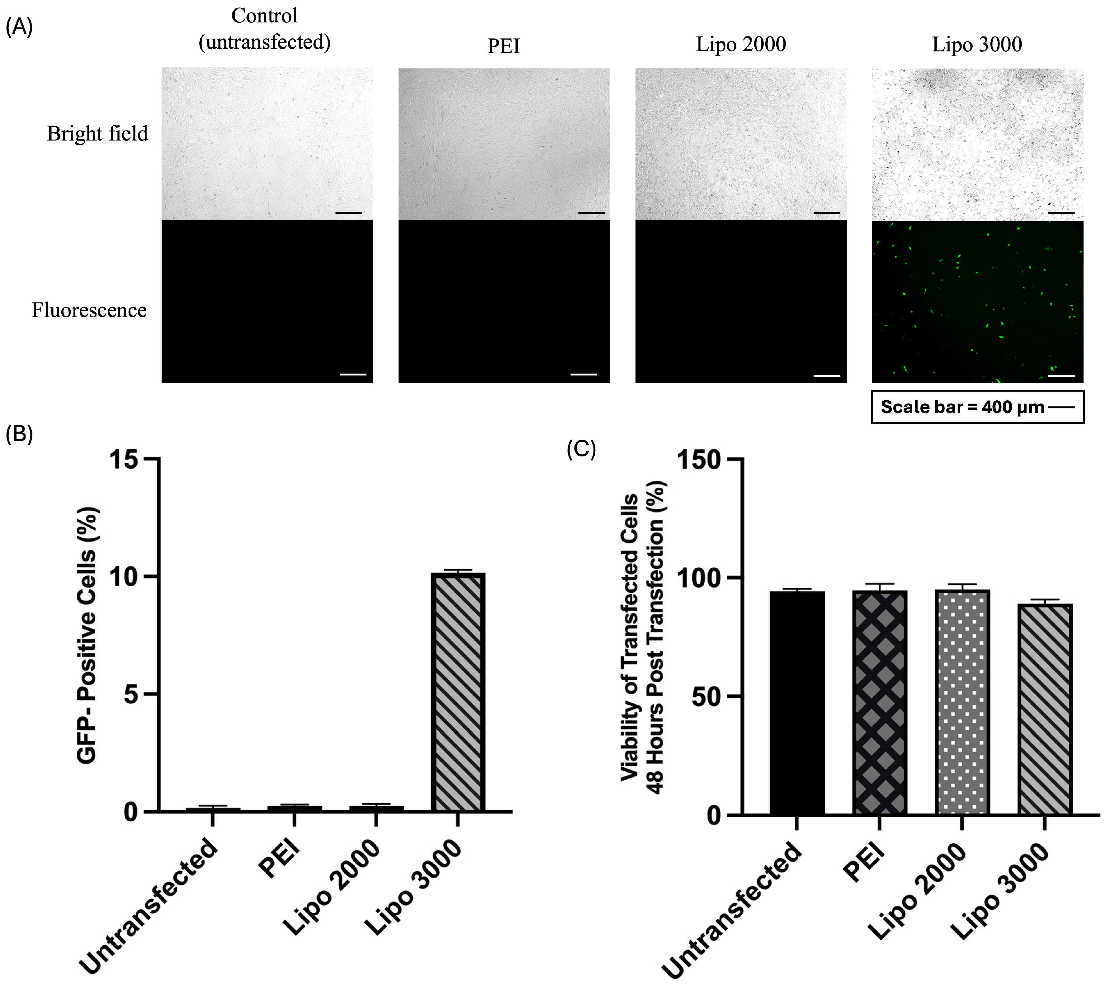 Biomedicines 14 00076 g003