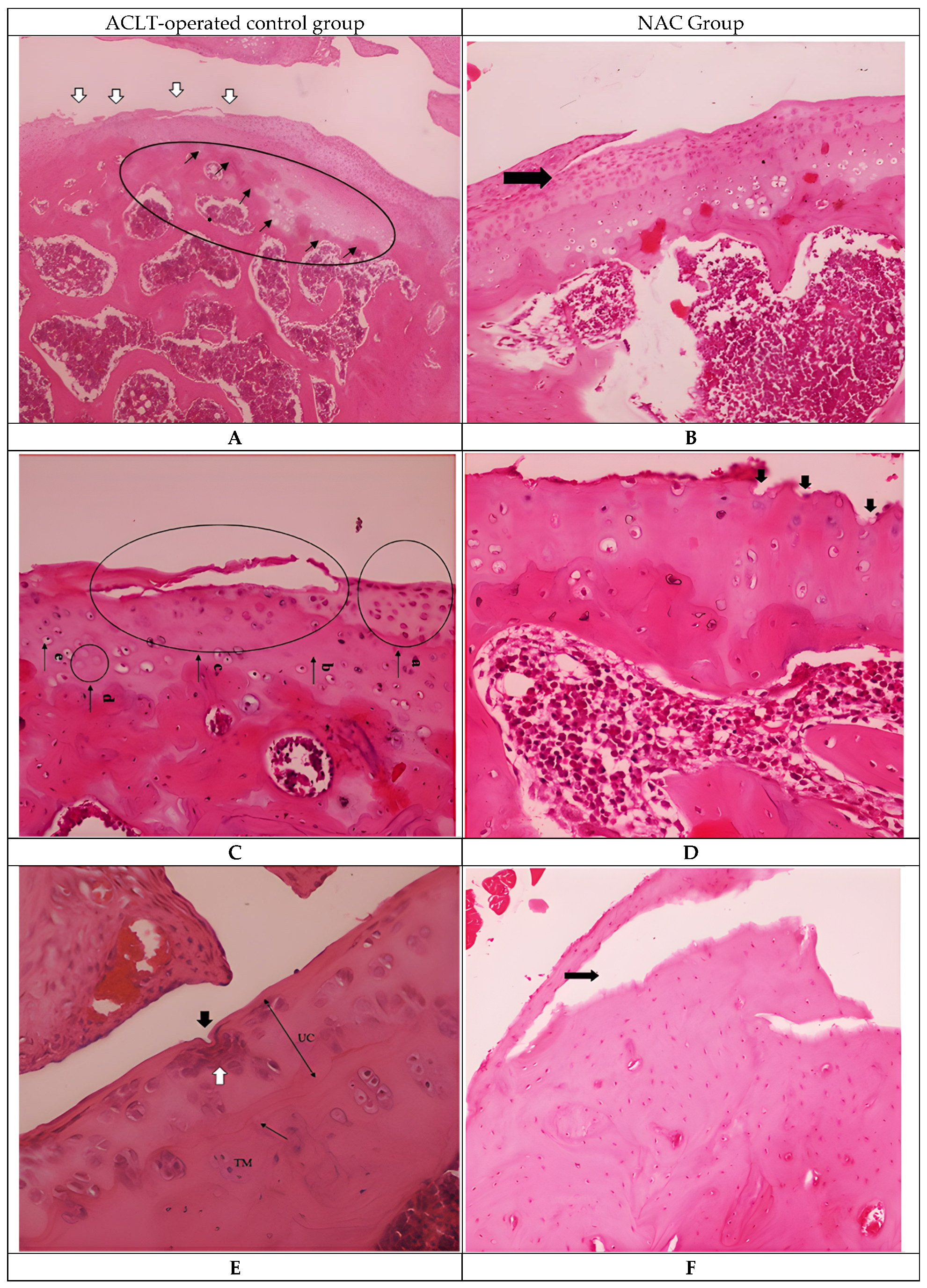 Biomedicines 14 00086 g001a