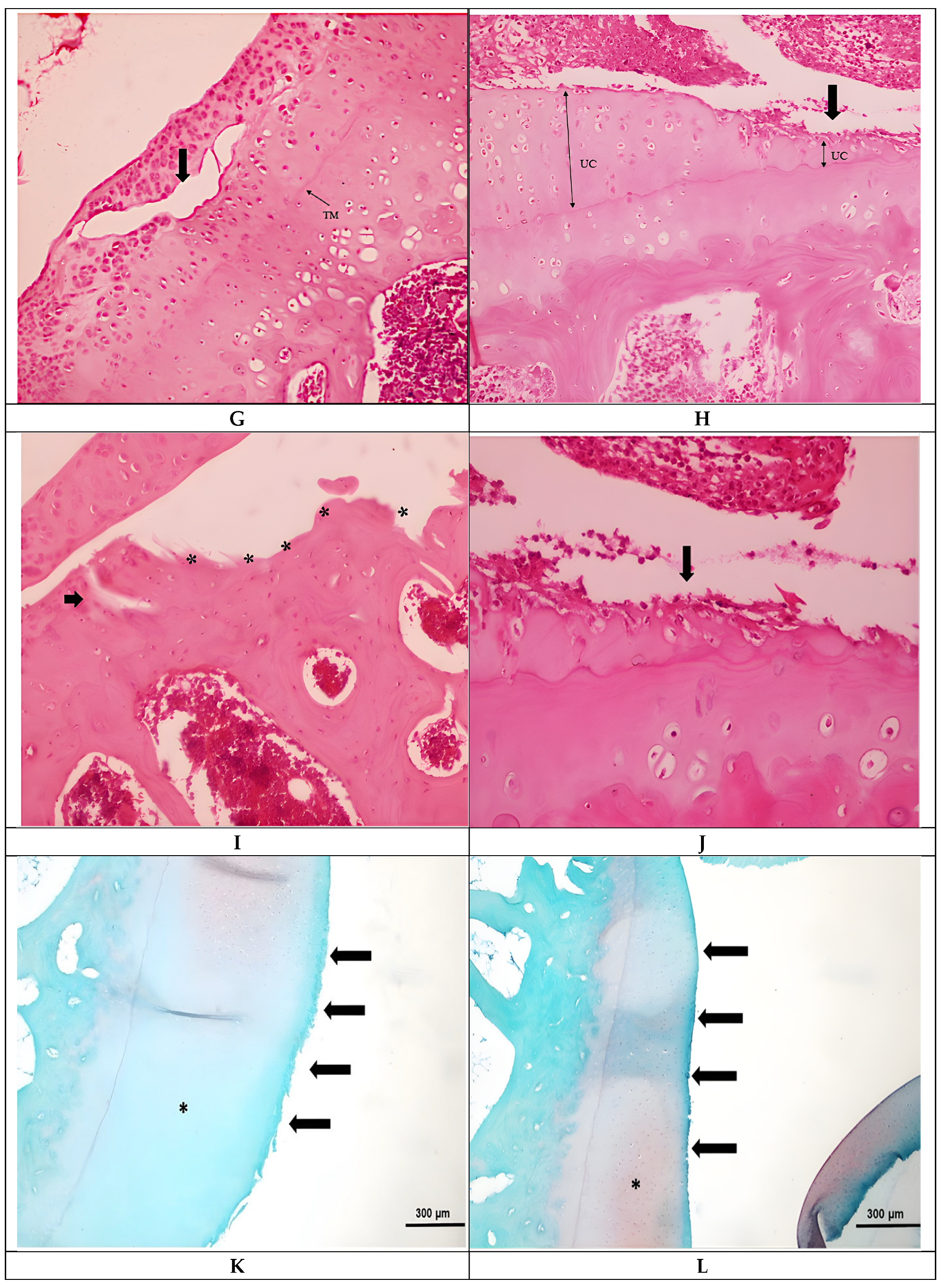 Biomedicines 14 00086 g001b