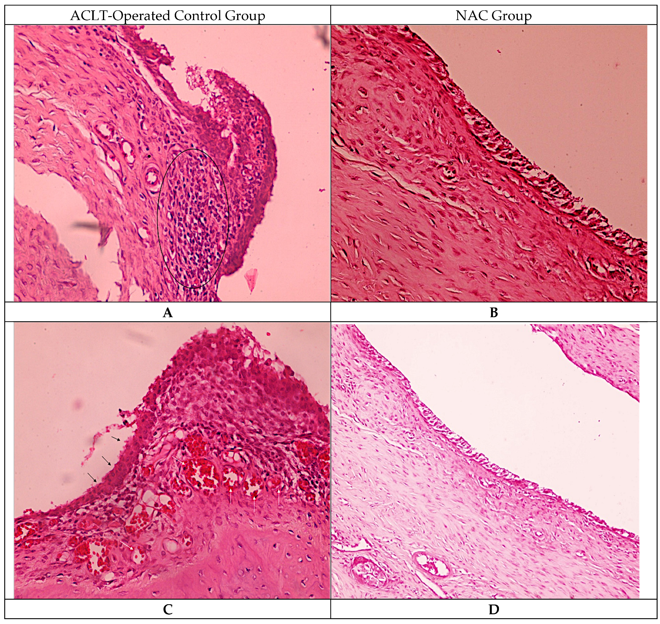 Biomedicines 14 00086 g002