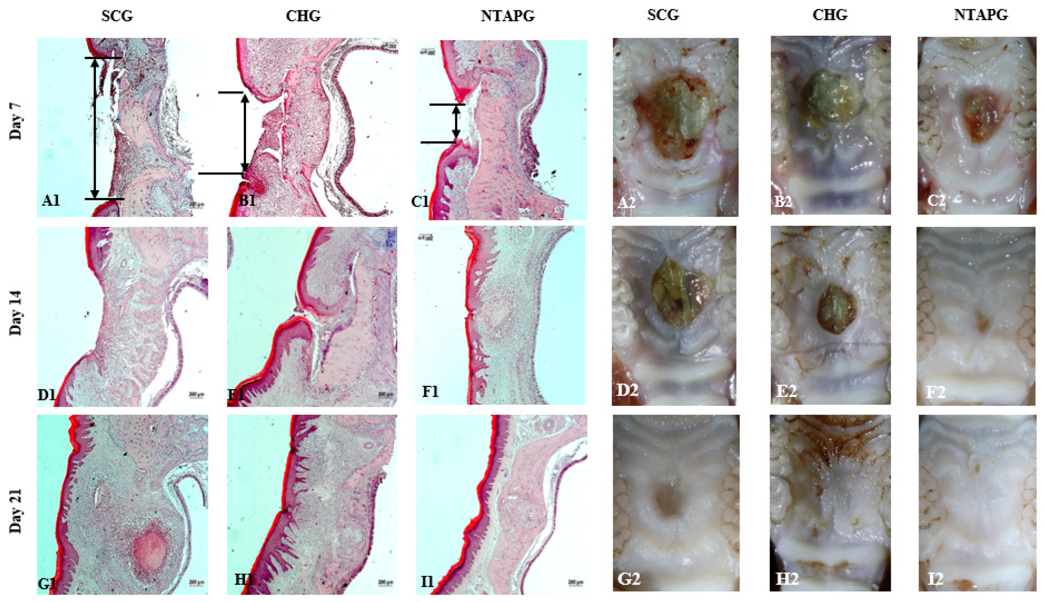 Biomedicines 14 00089 g003