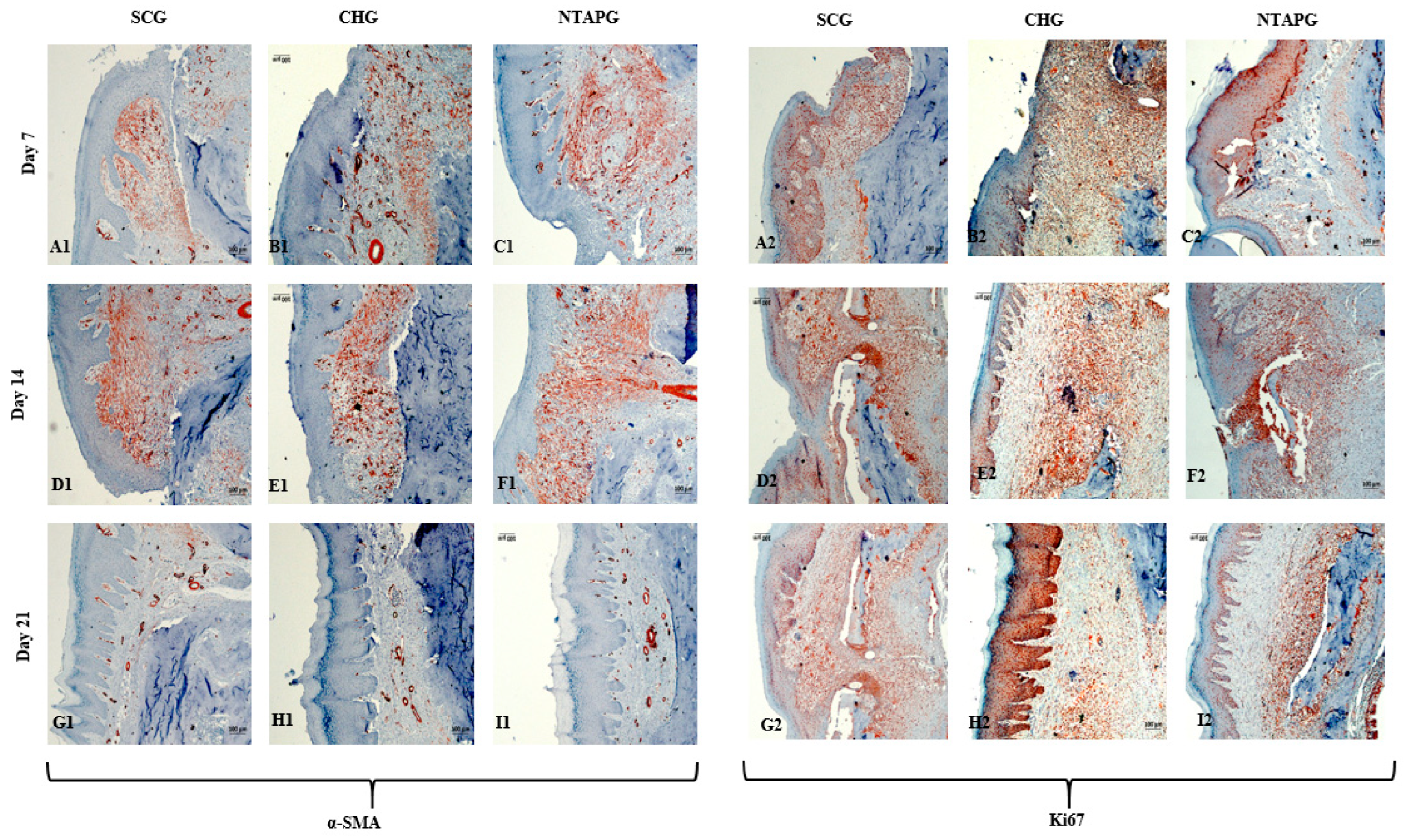 Biomedicines 14 00089 g006