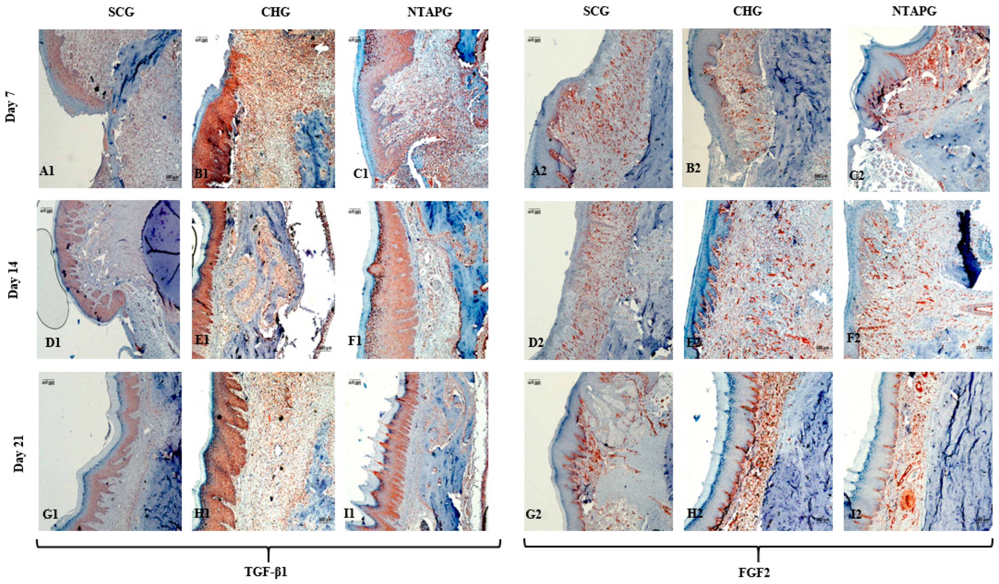 Biomedicines 14 00089 g007