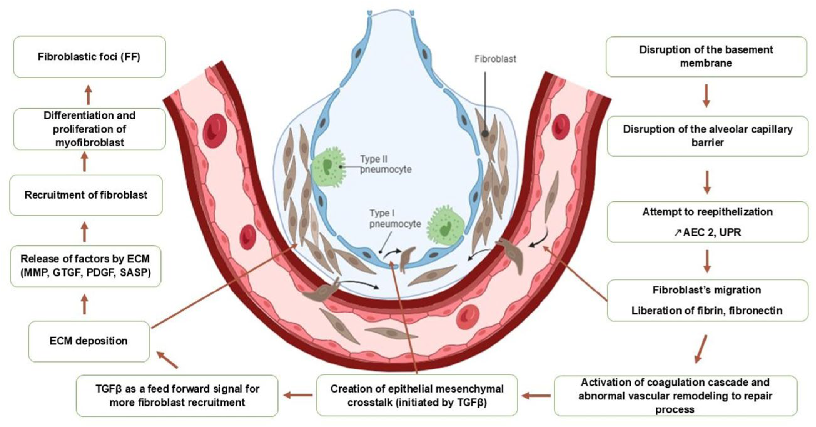 Biomedicines 14 00090 g002 Biomedicines 14 00090 g002