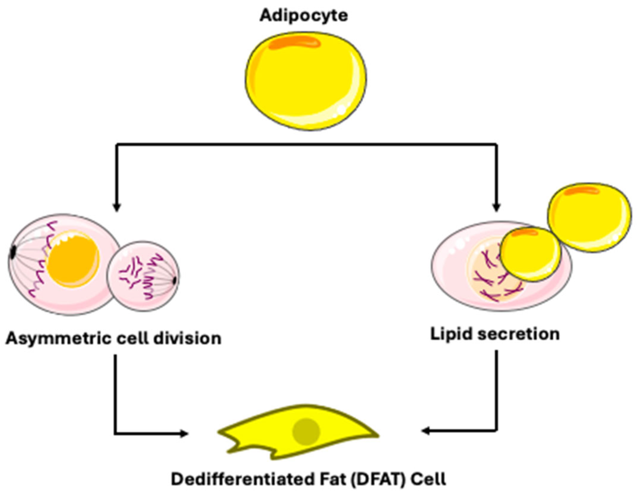 Biomedicines 14 00095 g004
