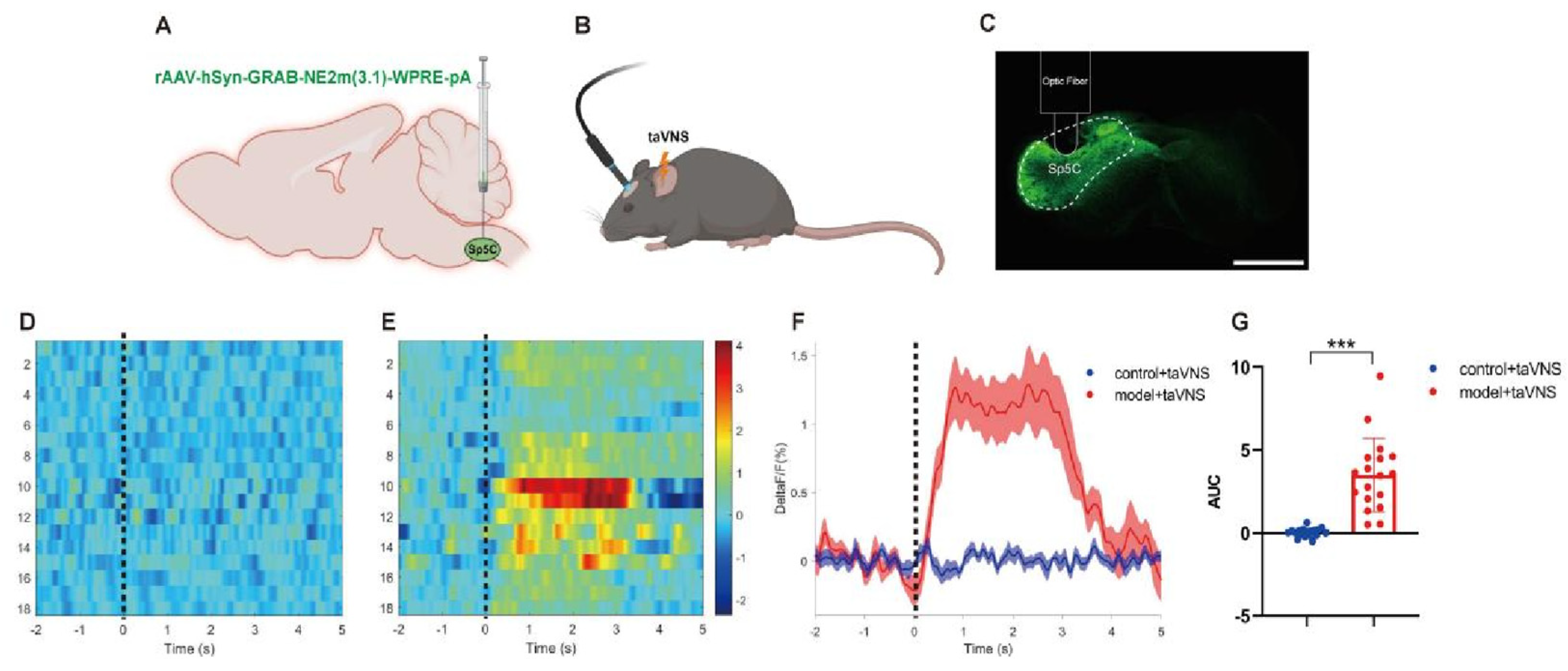 Biomedicines 14 00096 g004 Biomedicines 14 00096 g004