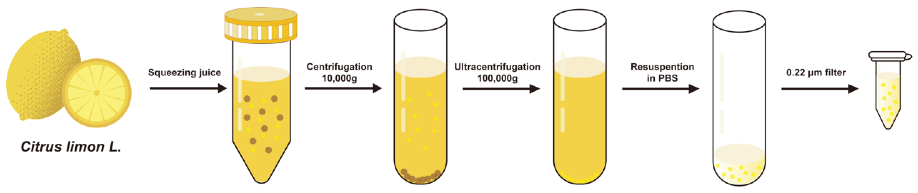 Biomedicines 14 00099 g001 Biomedicines 14 00099 g001