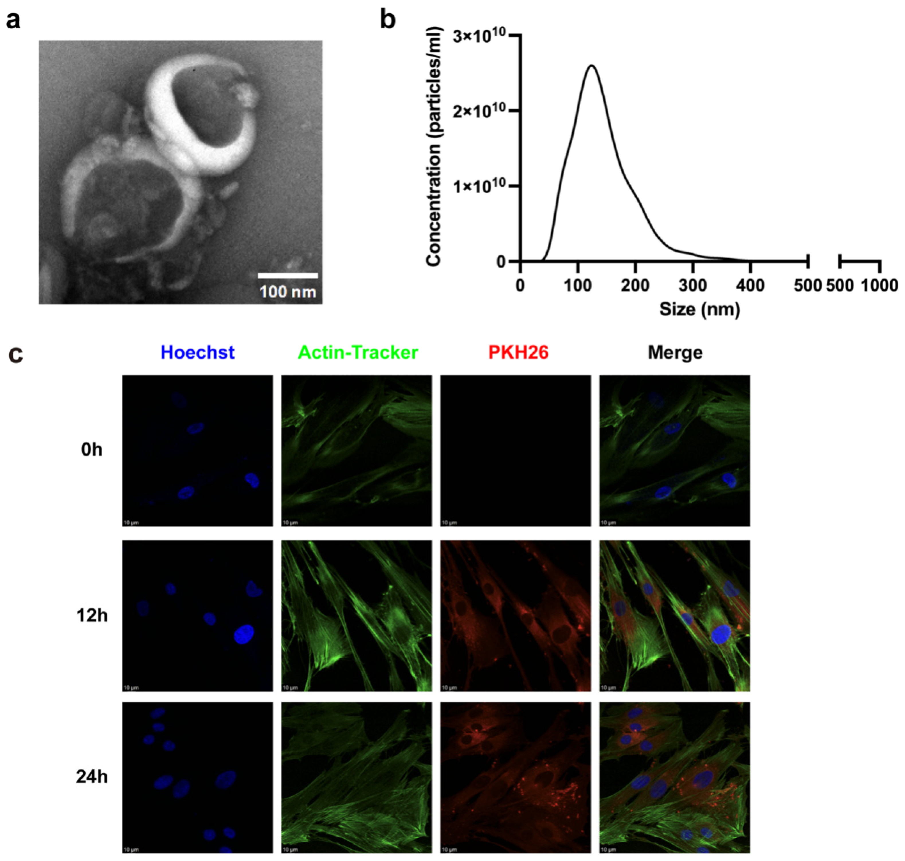 Biomedicines 14 00099 g002 Biomedicines 14 00099 g002