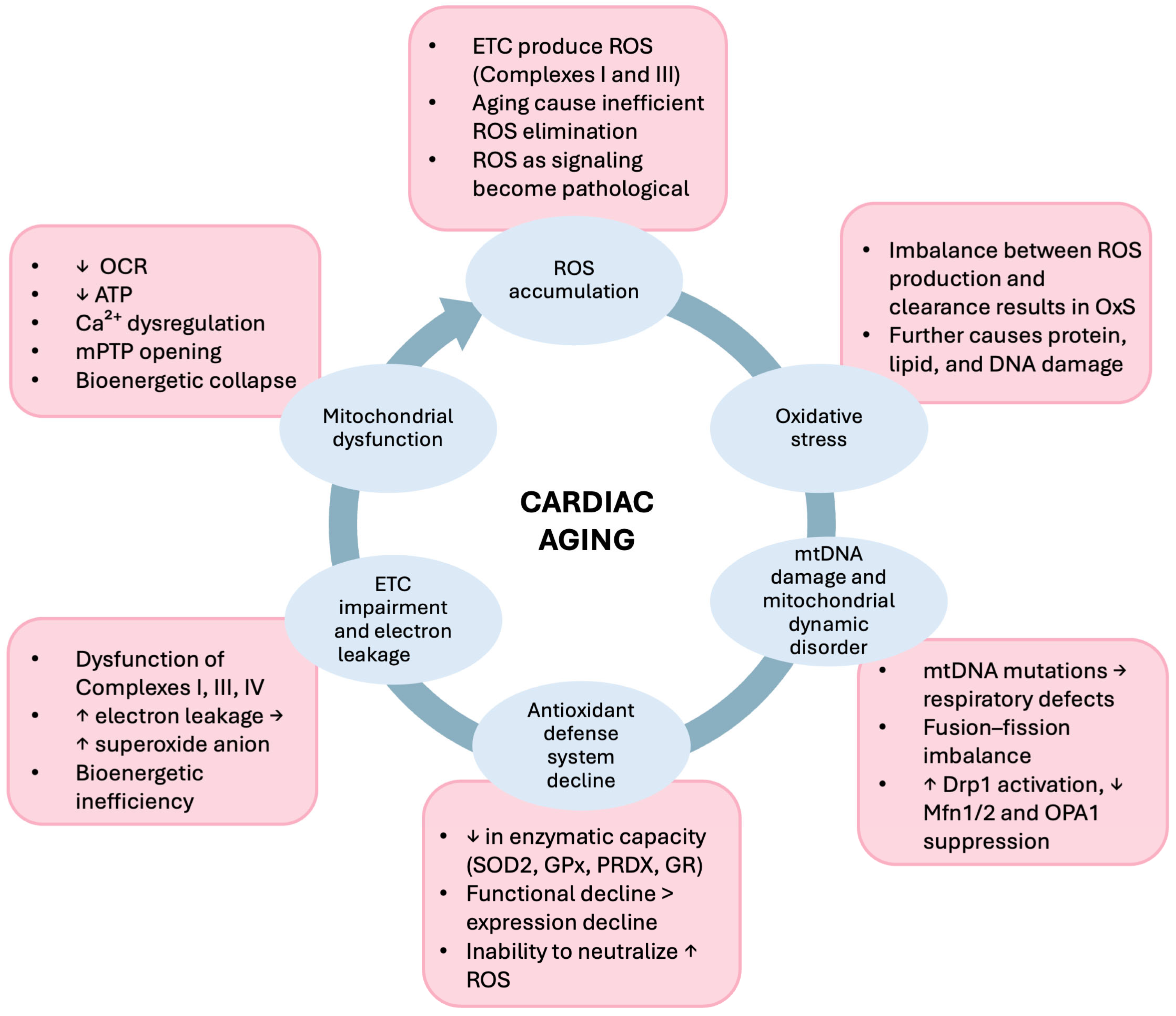 Biomedicines 14 00100 g003 Biomedicines 14 00100 g003