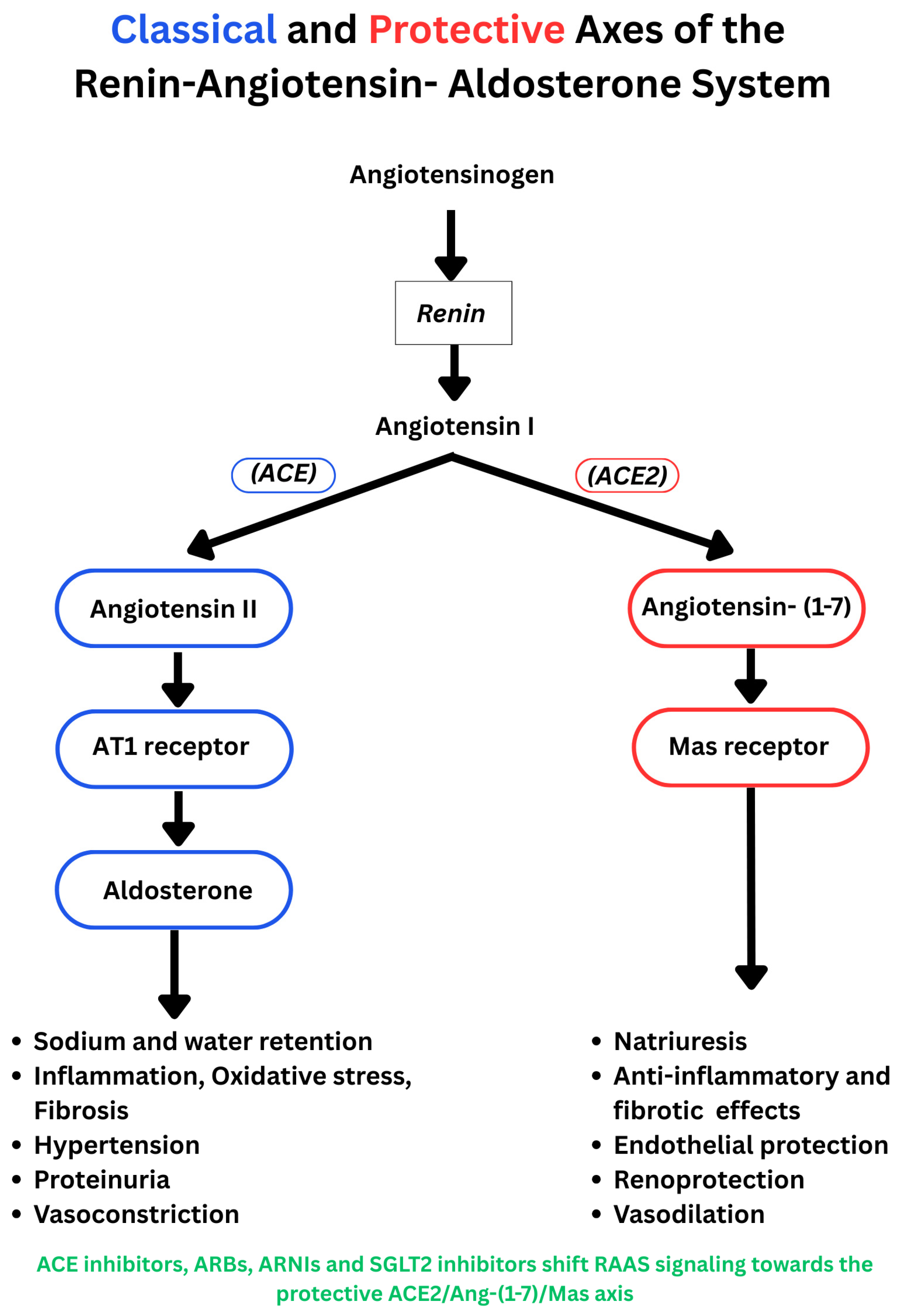 Biomedicines 14 00101 g001 Biomedicines 14 00101 g001