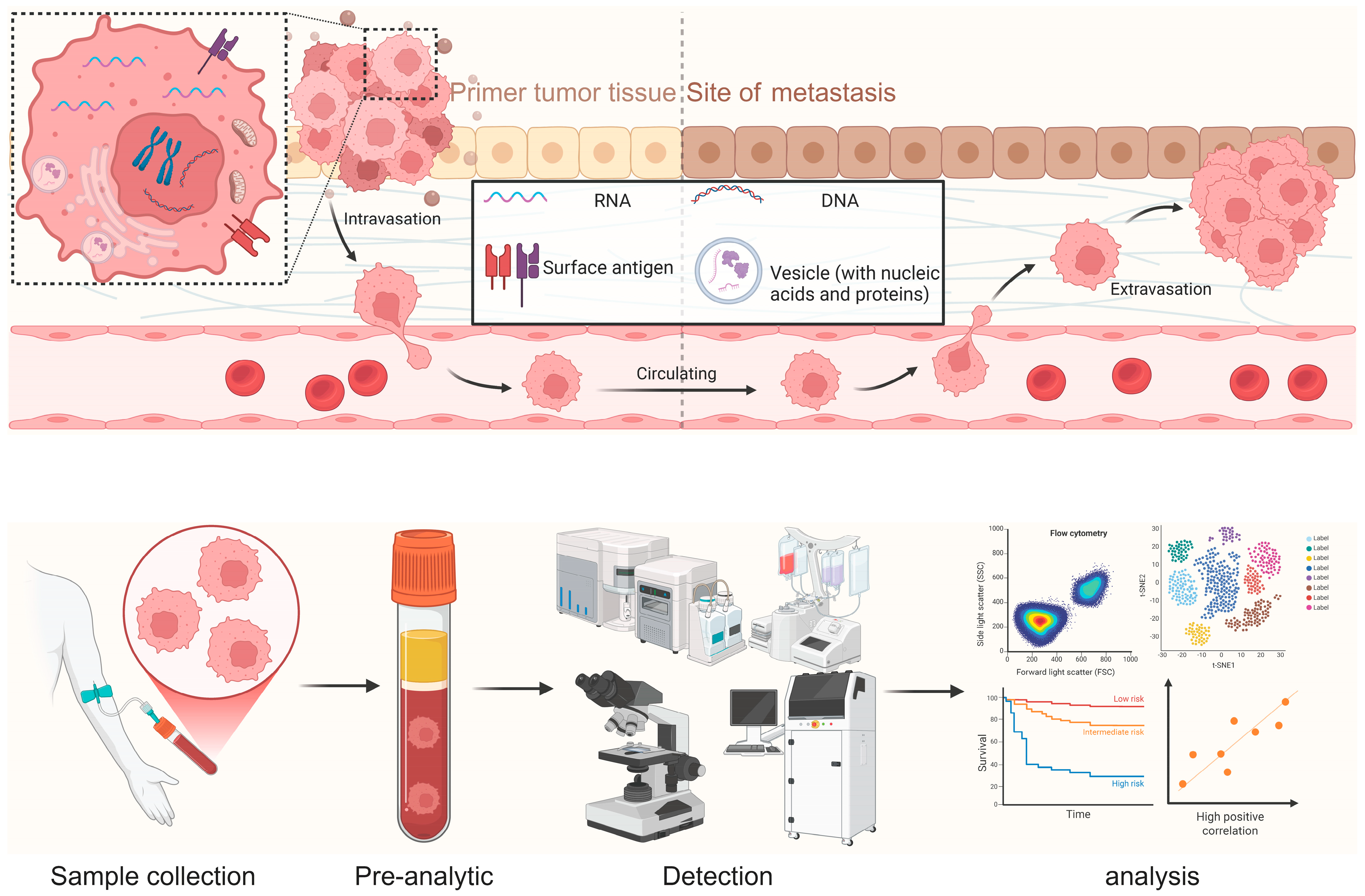 Biomedicines 14 00158 g003
