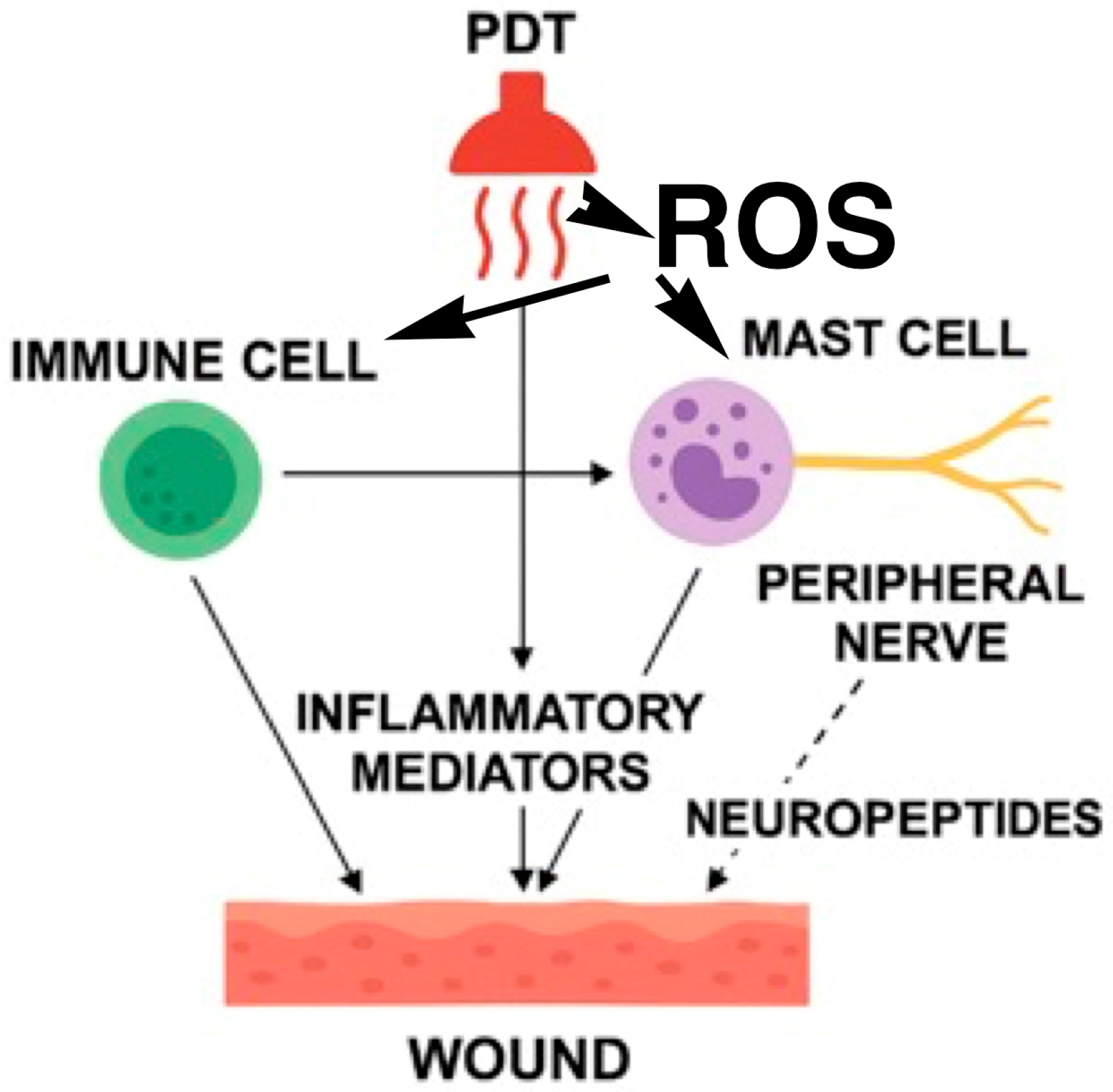 Biomedicines 14 00280 g003