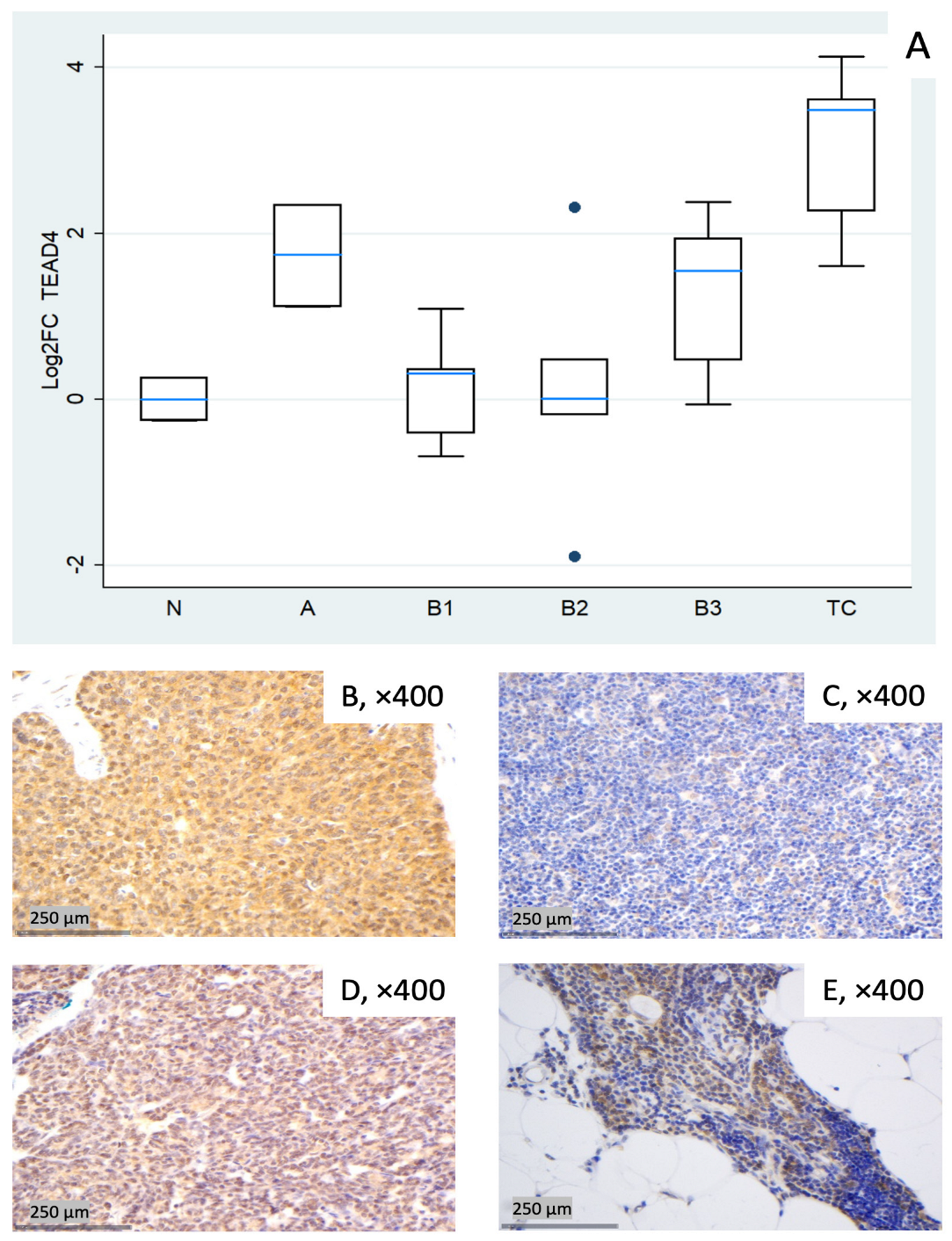 Biomedicines 14 00305 g006
