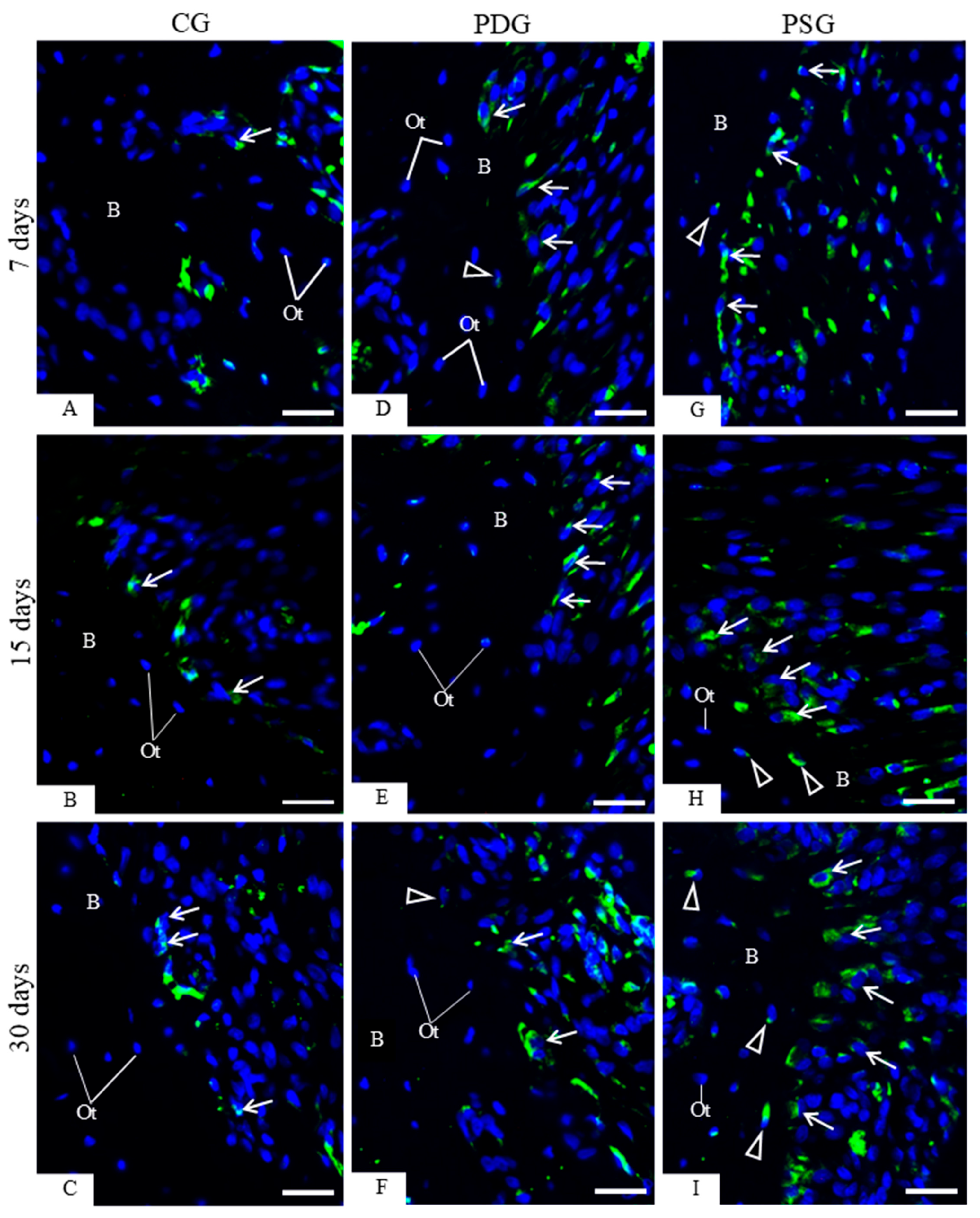 Biomedicines 14 00306 g006