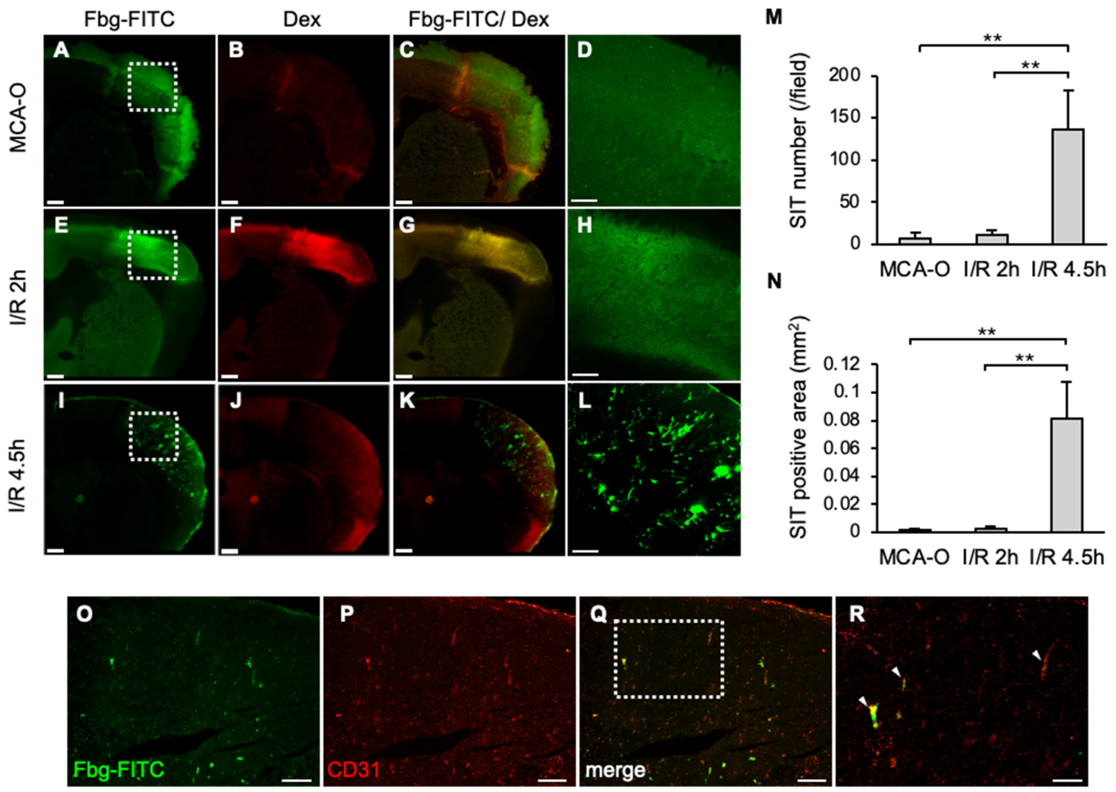 Biomedicines 14 00308 g002