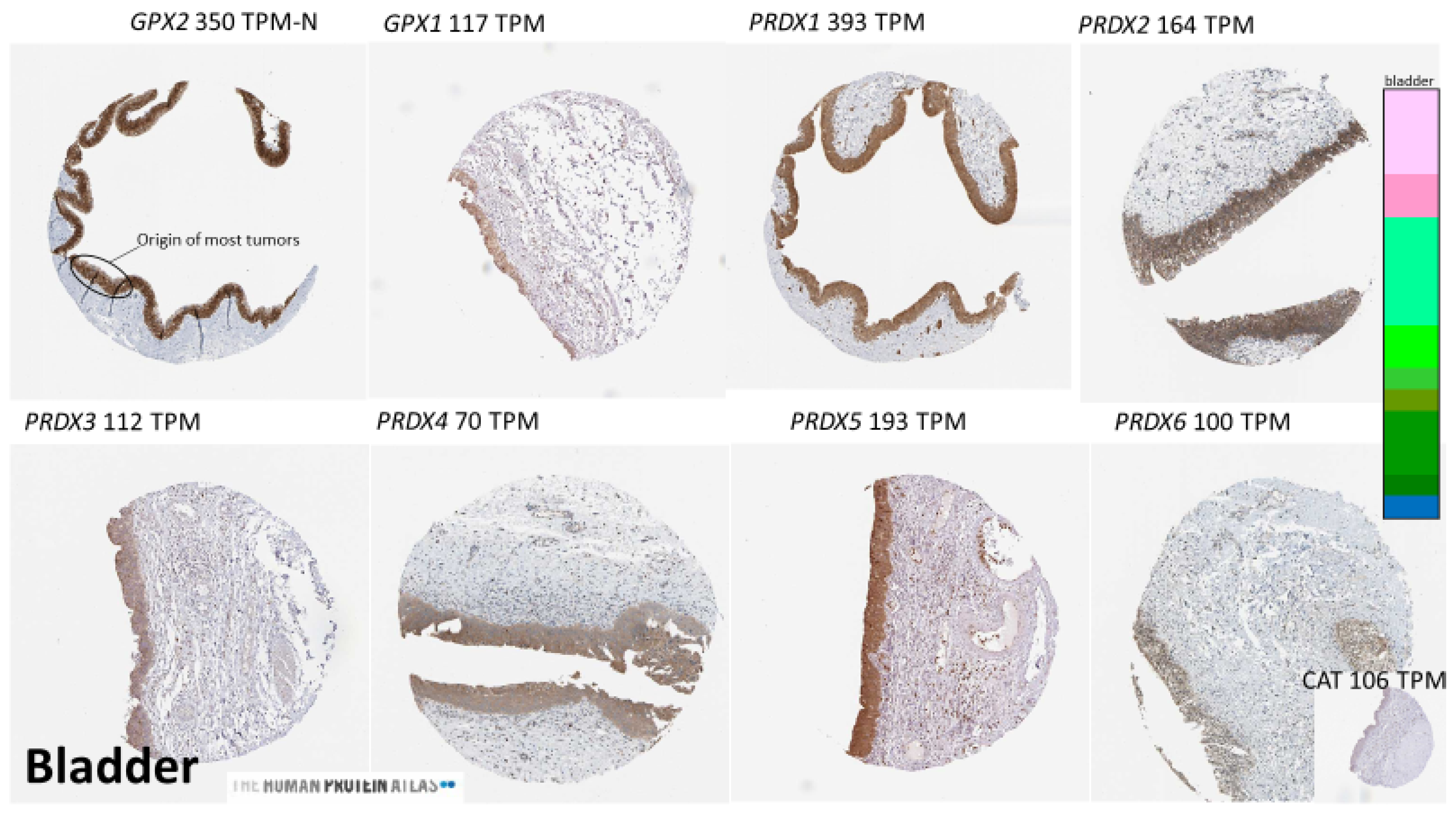 Biomedinformatics 03 00060 g005