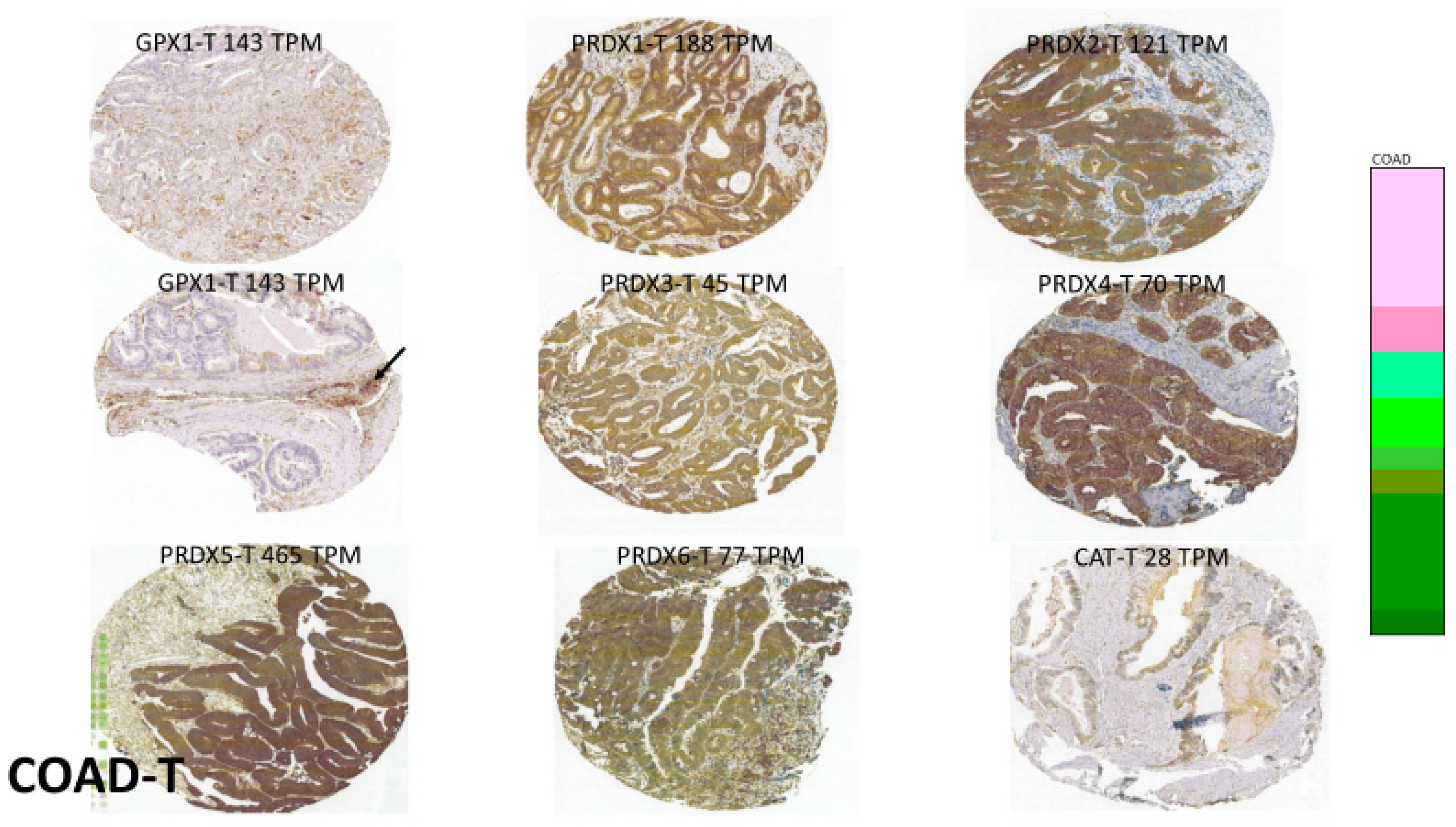 Biomedinformatics 03 00060 g008
