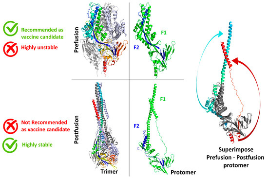 Stabilizing the Shield: C-Terminal Tail Mutation of HMPV F