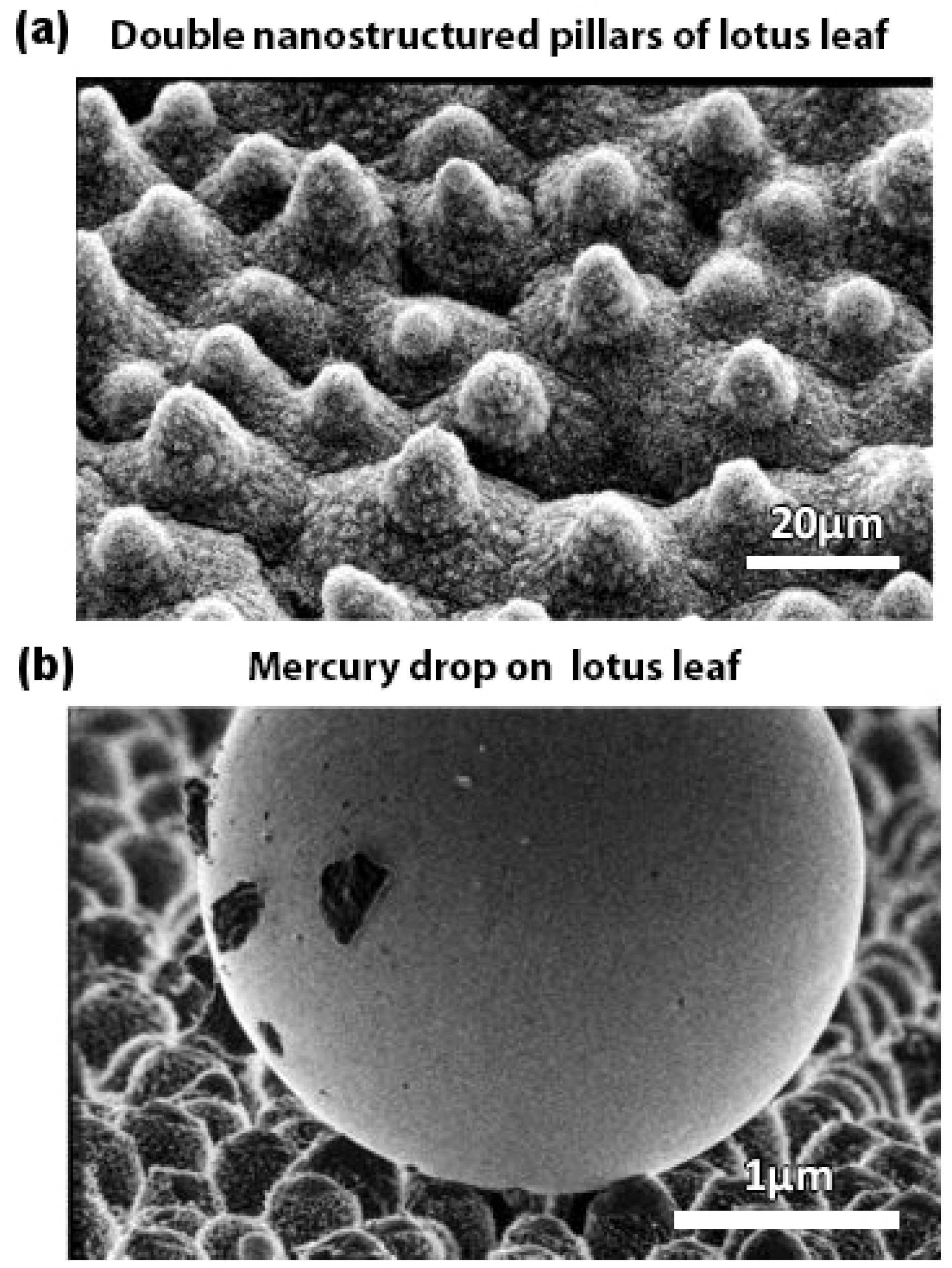 Biomimetics 02 00007 g002