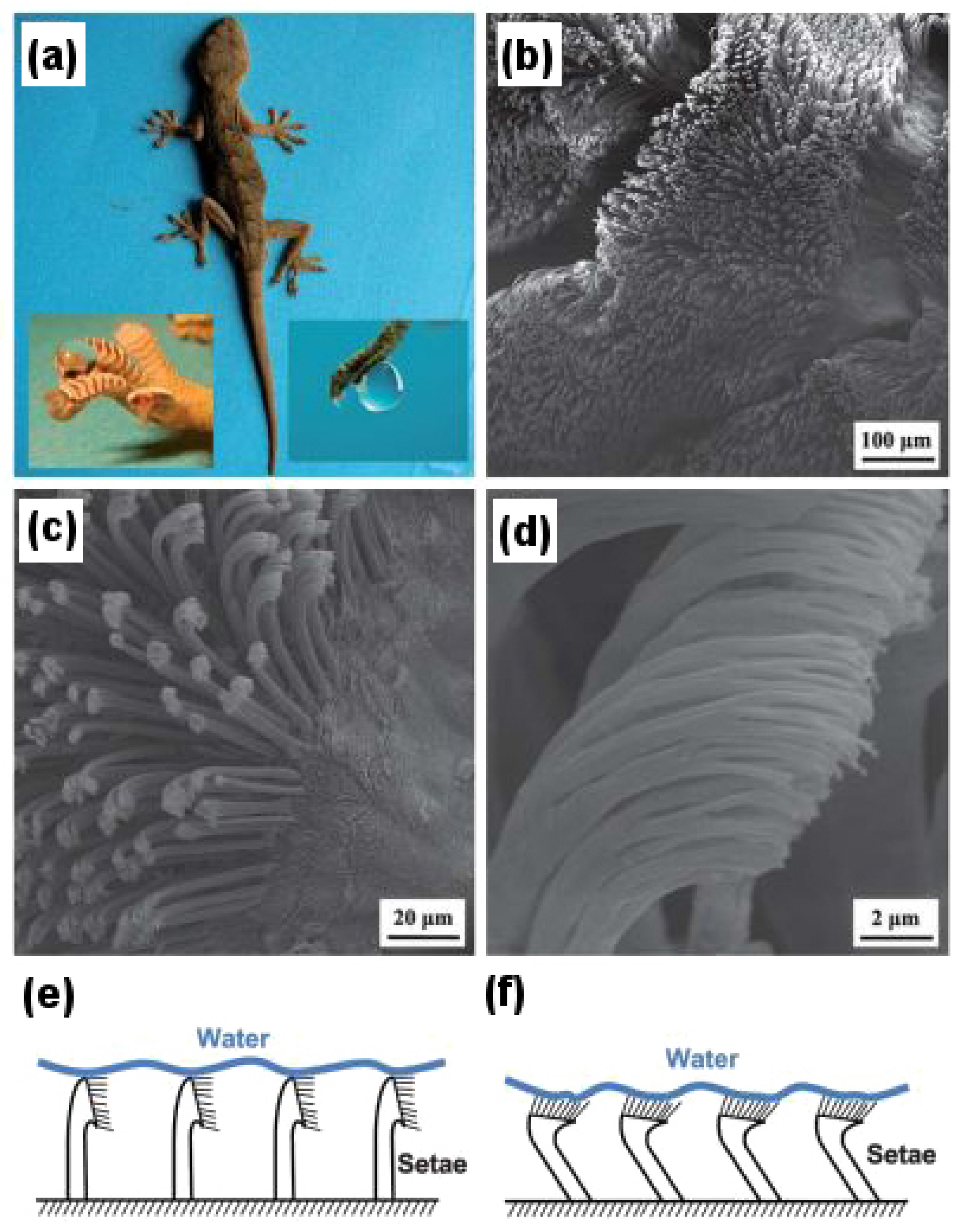 Biomimetics 02 00007 g004
