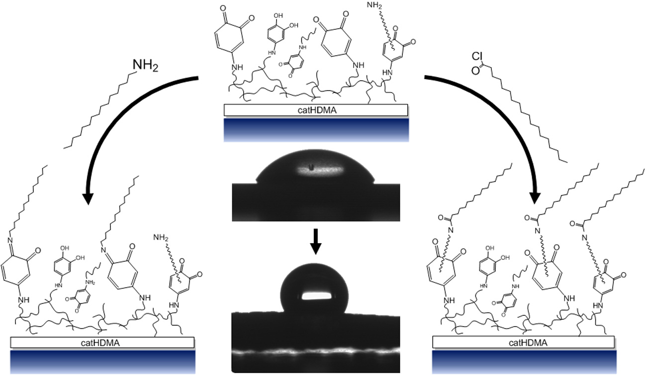 Biomimetics Free FullText Copolymerization of a Catechol and a