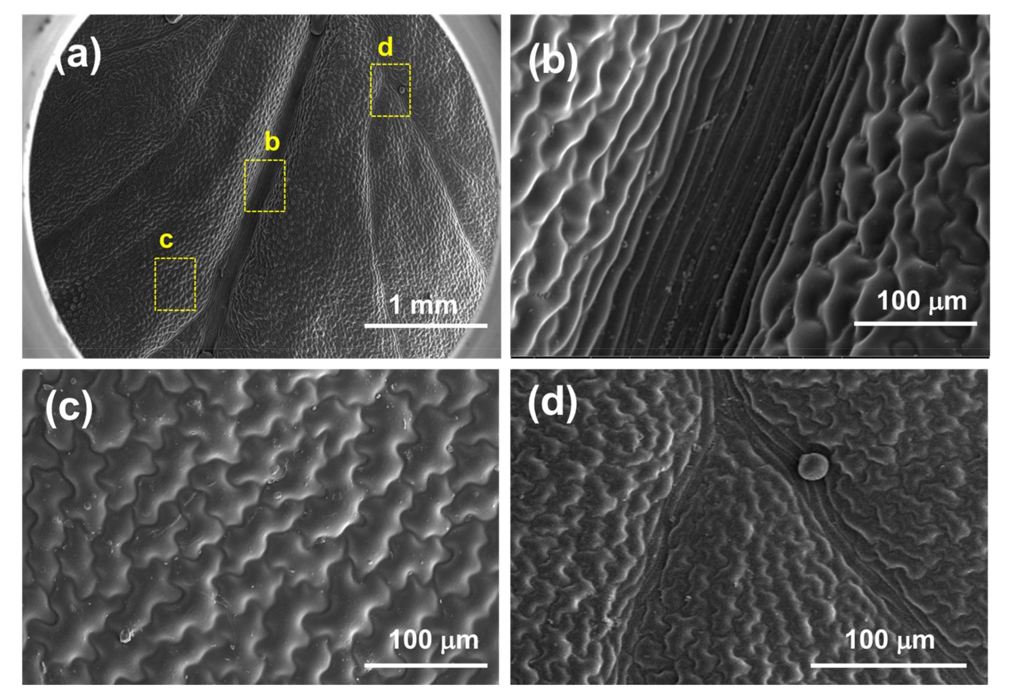 Biomimetics 03 00007 g004