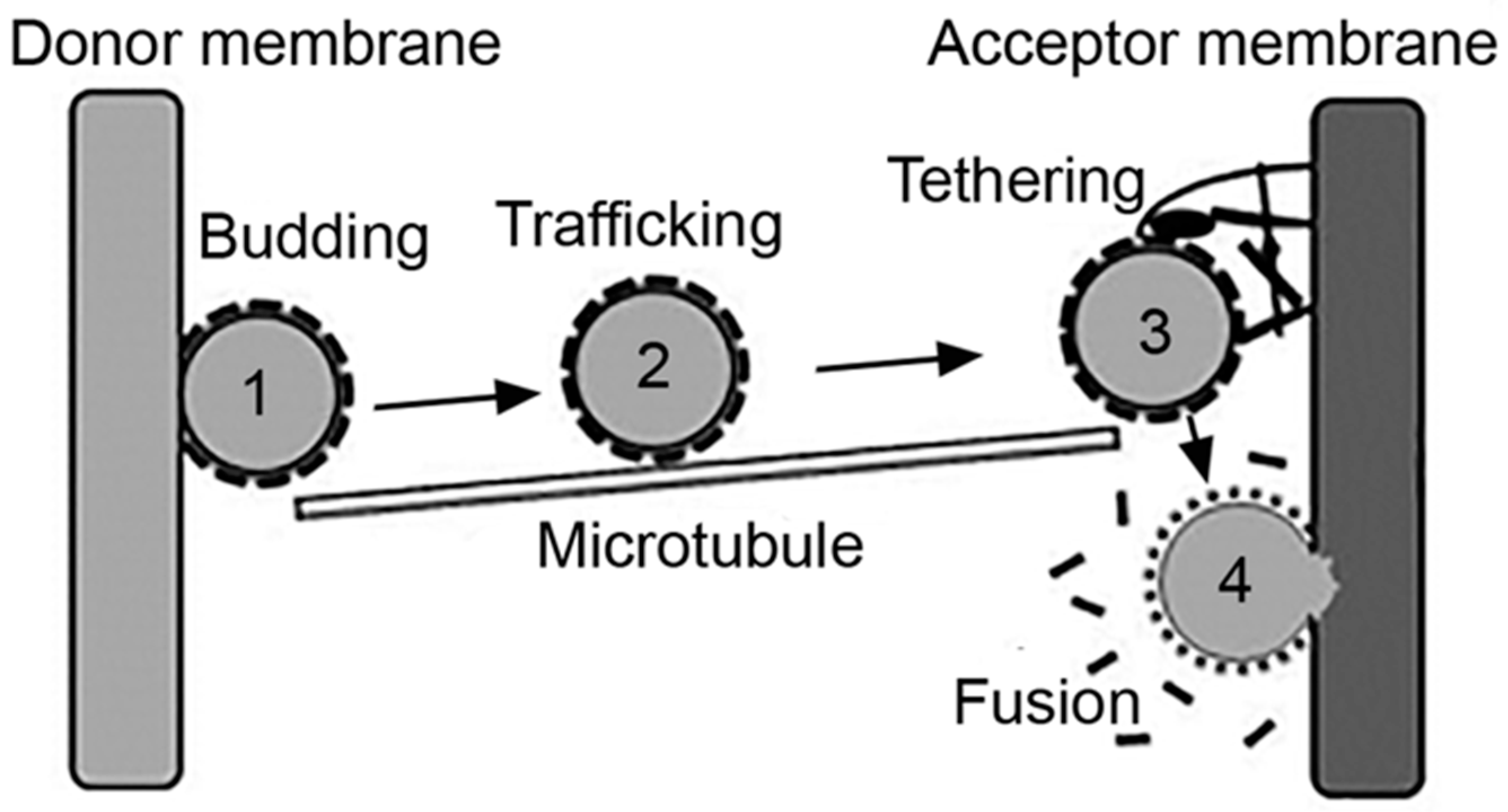 Biomimetics 03 00019 g002 Biomimetics 03 00019 g002