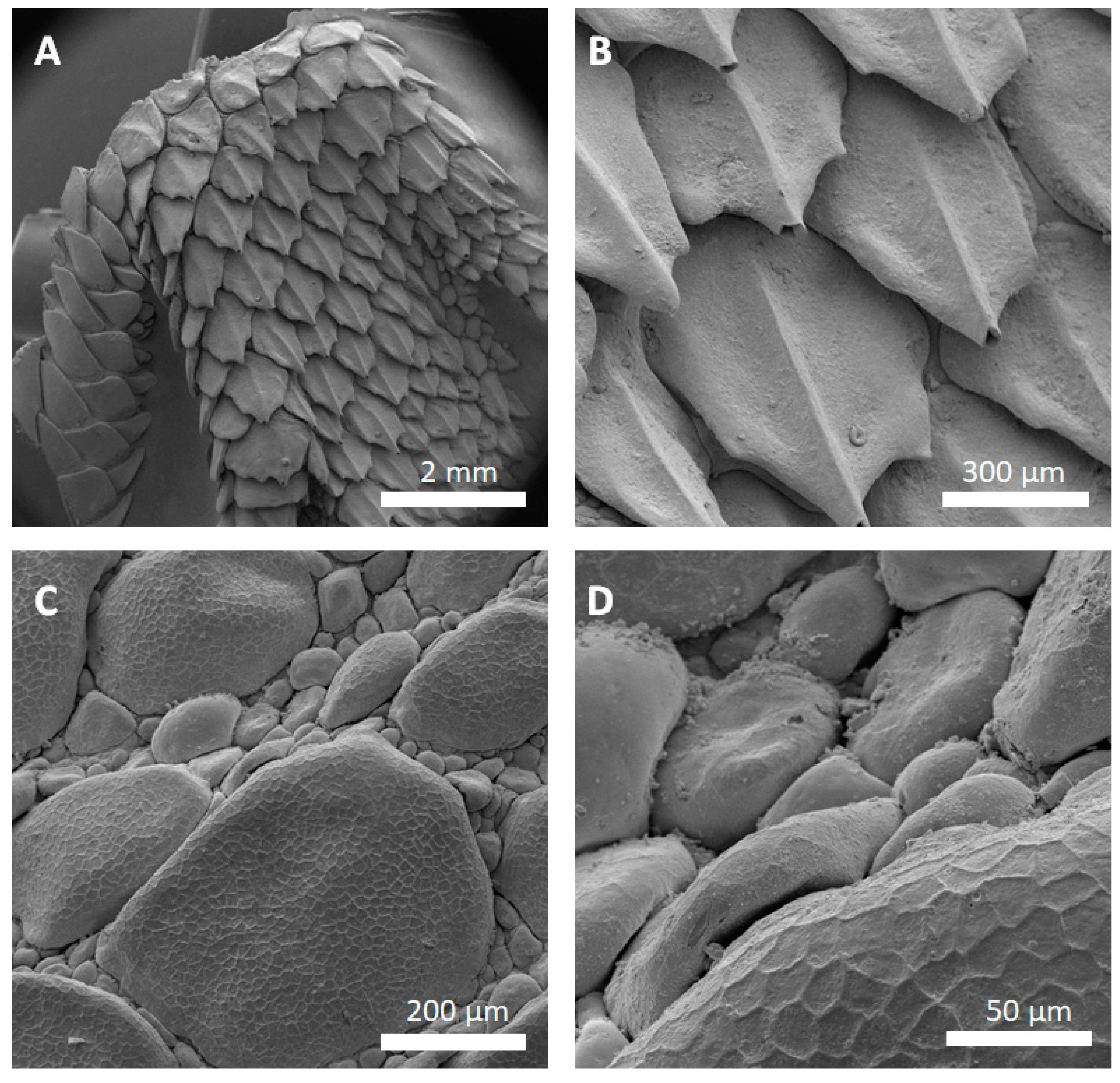 Biomimetics 03 00031 g004