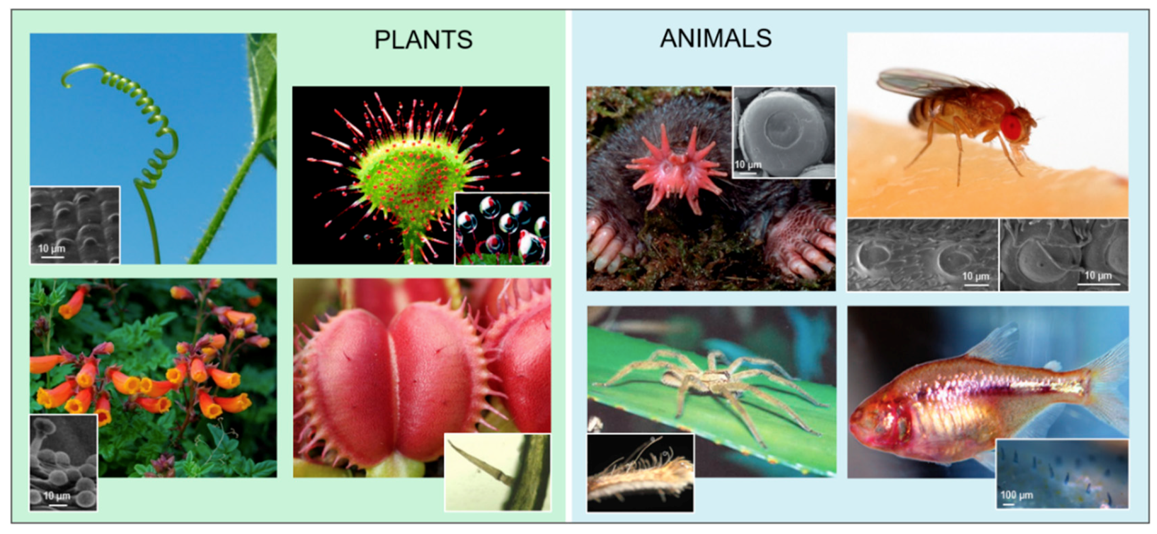 Biomimetics 03 00032 g002