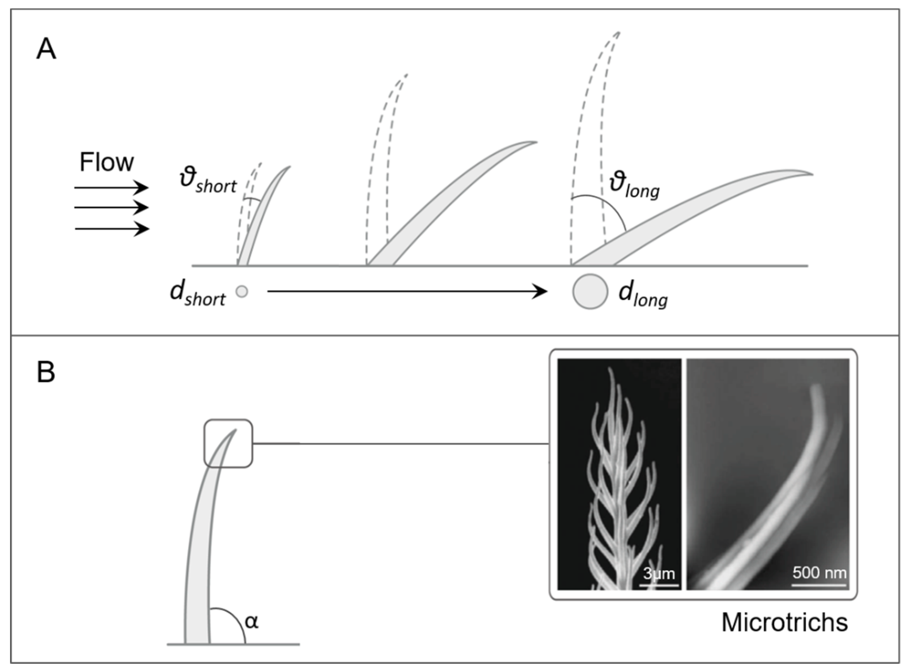 Biomimetics 03 00032 g003