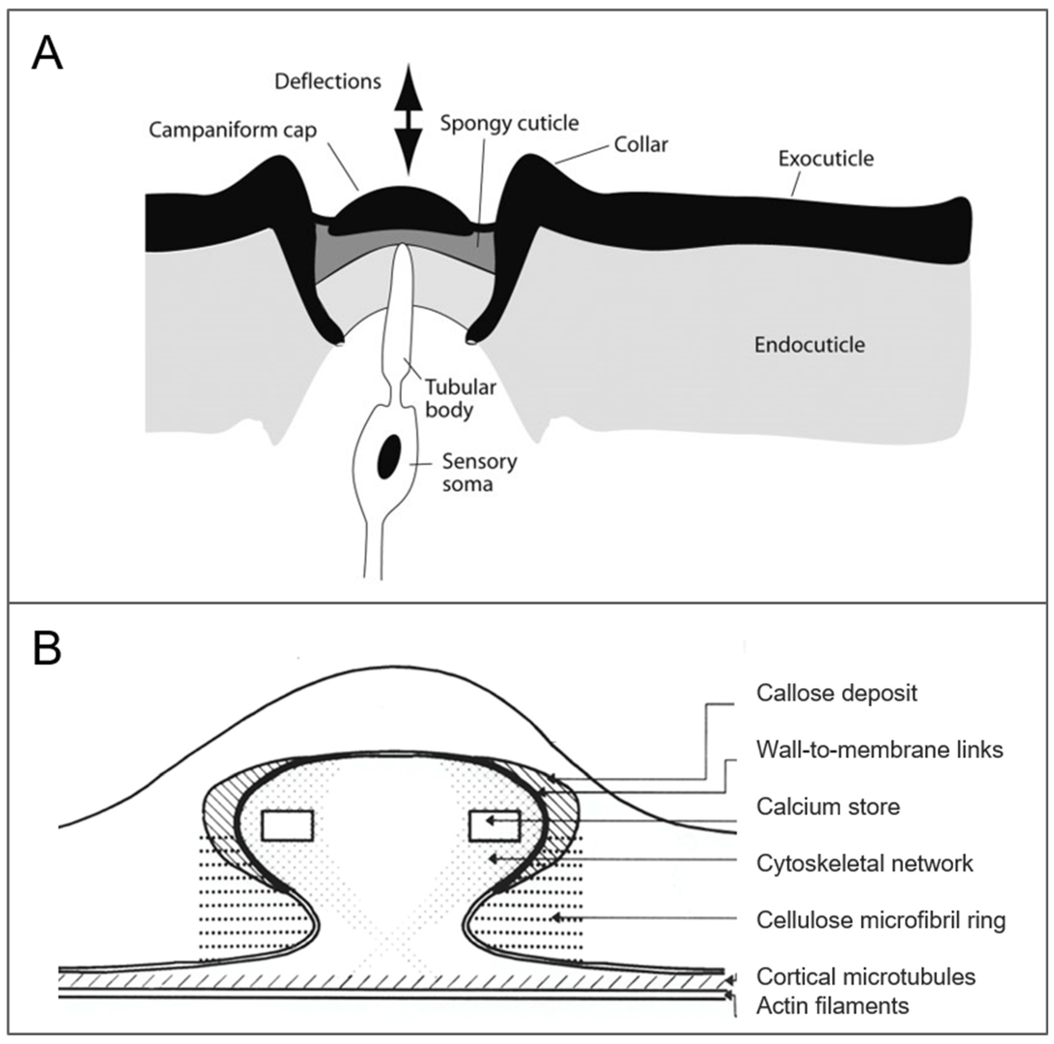 Biomimetics 03 00032 g008