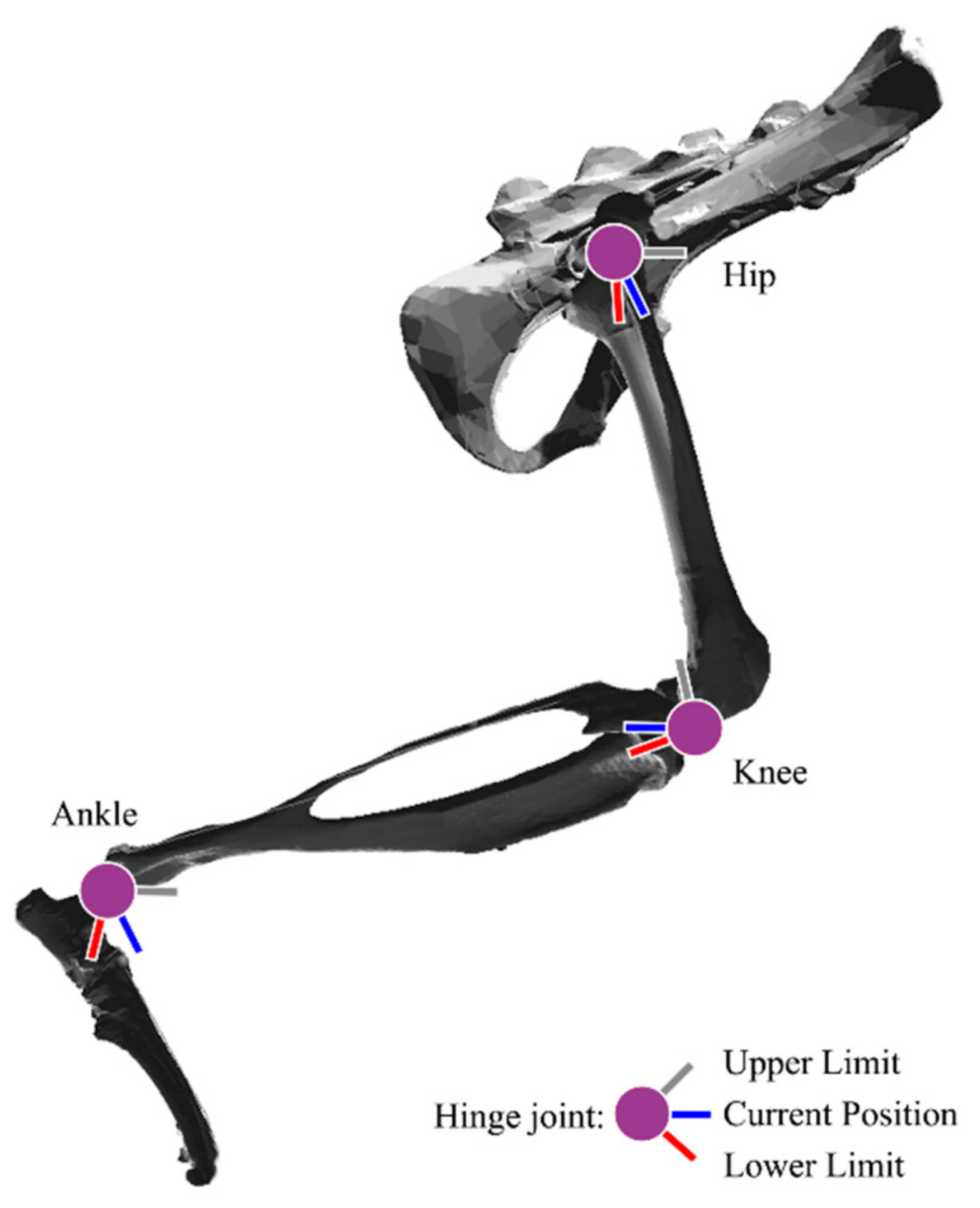 Biomimetics Free FullText Analyzing Moment Arm Profiles in a FullMuscle Rat Hindlimb Model