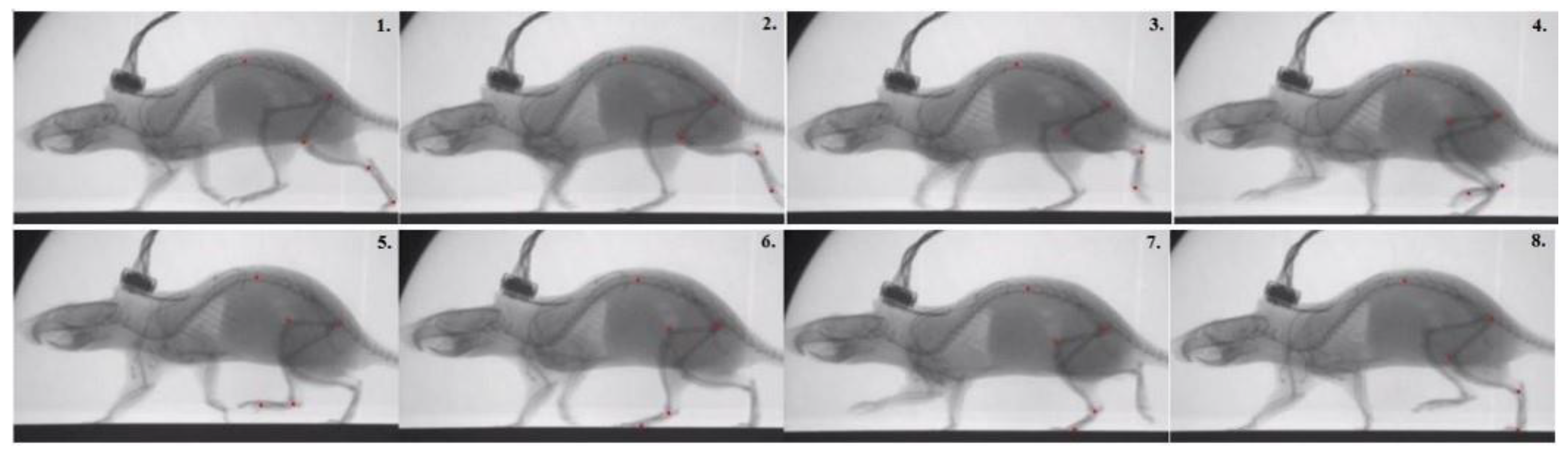 Biomimetics 04 00021 g011