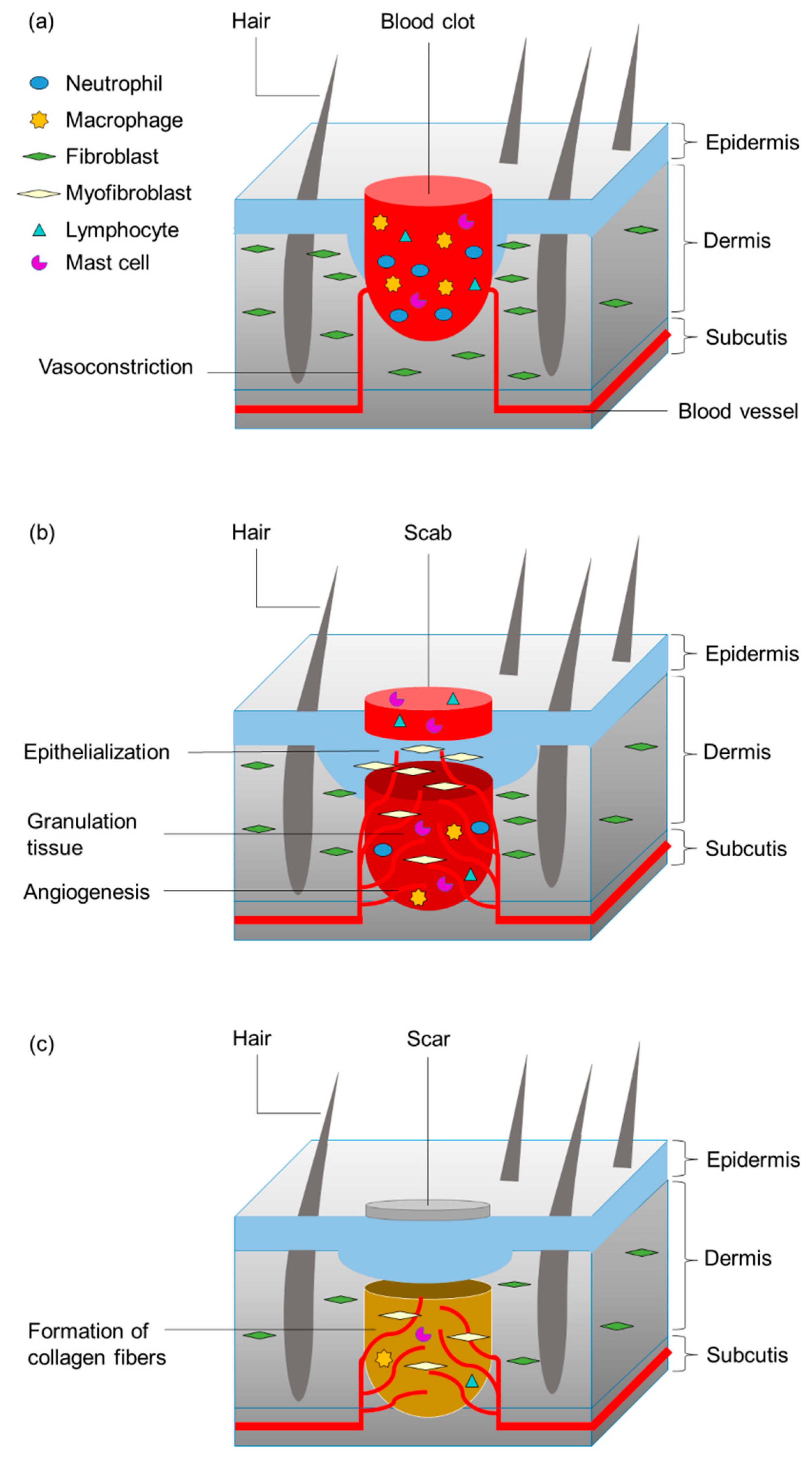 Biomimetics 04 00026 g003 550