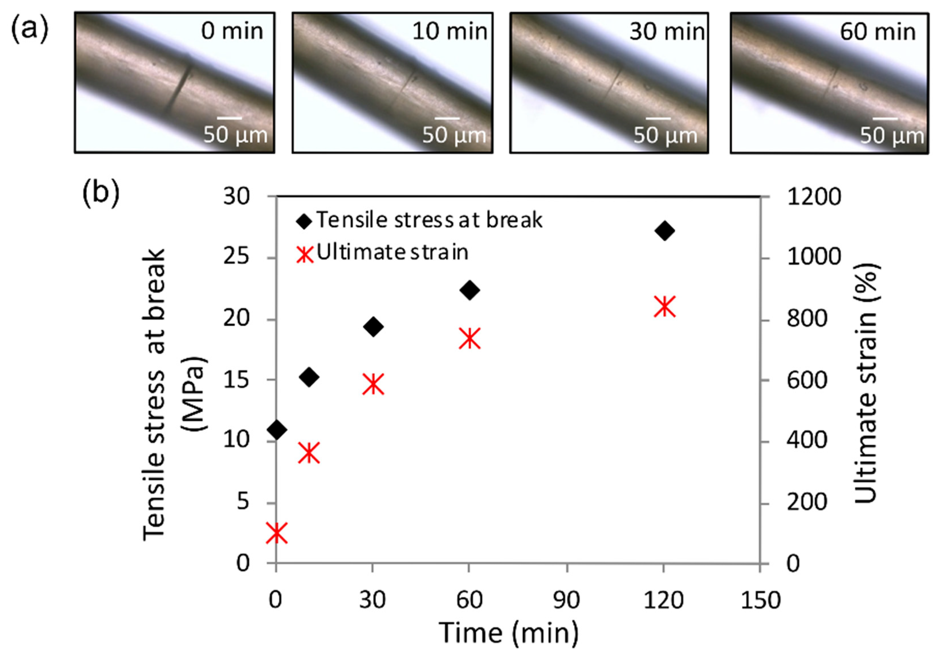 Biomimetics 04 00026 g007 550
