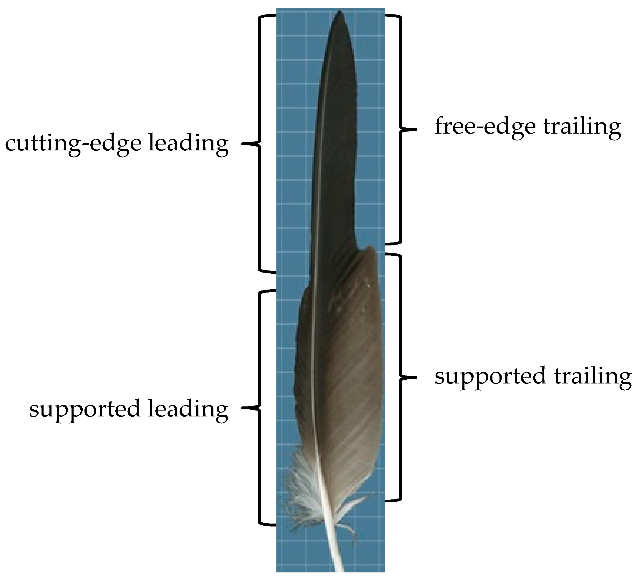 Biomimetics 04 00027 g002