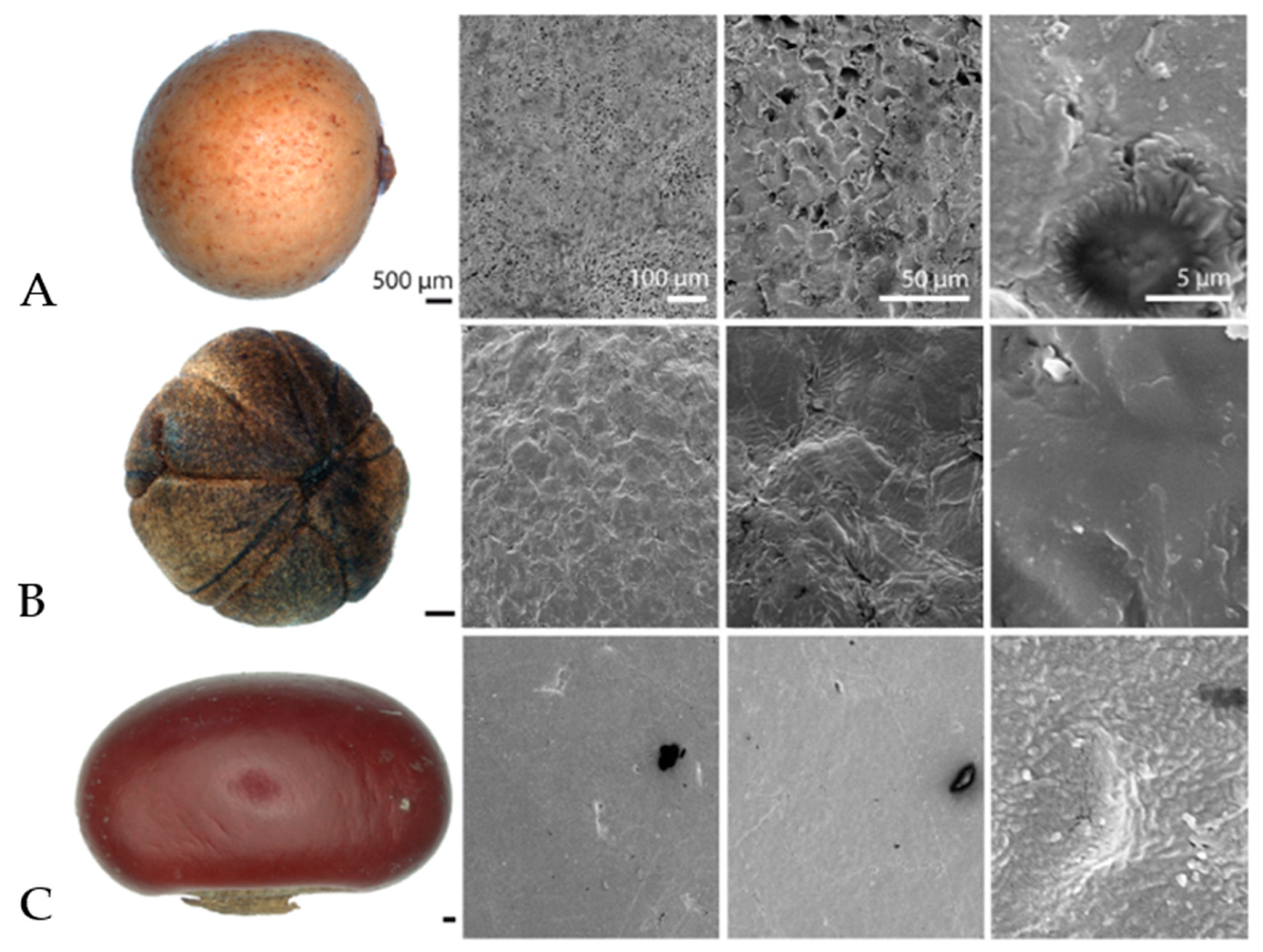 Biomimetics 04 00037 g001a 550