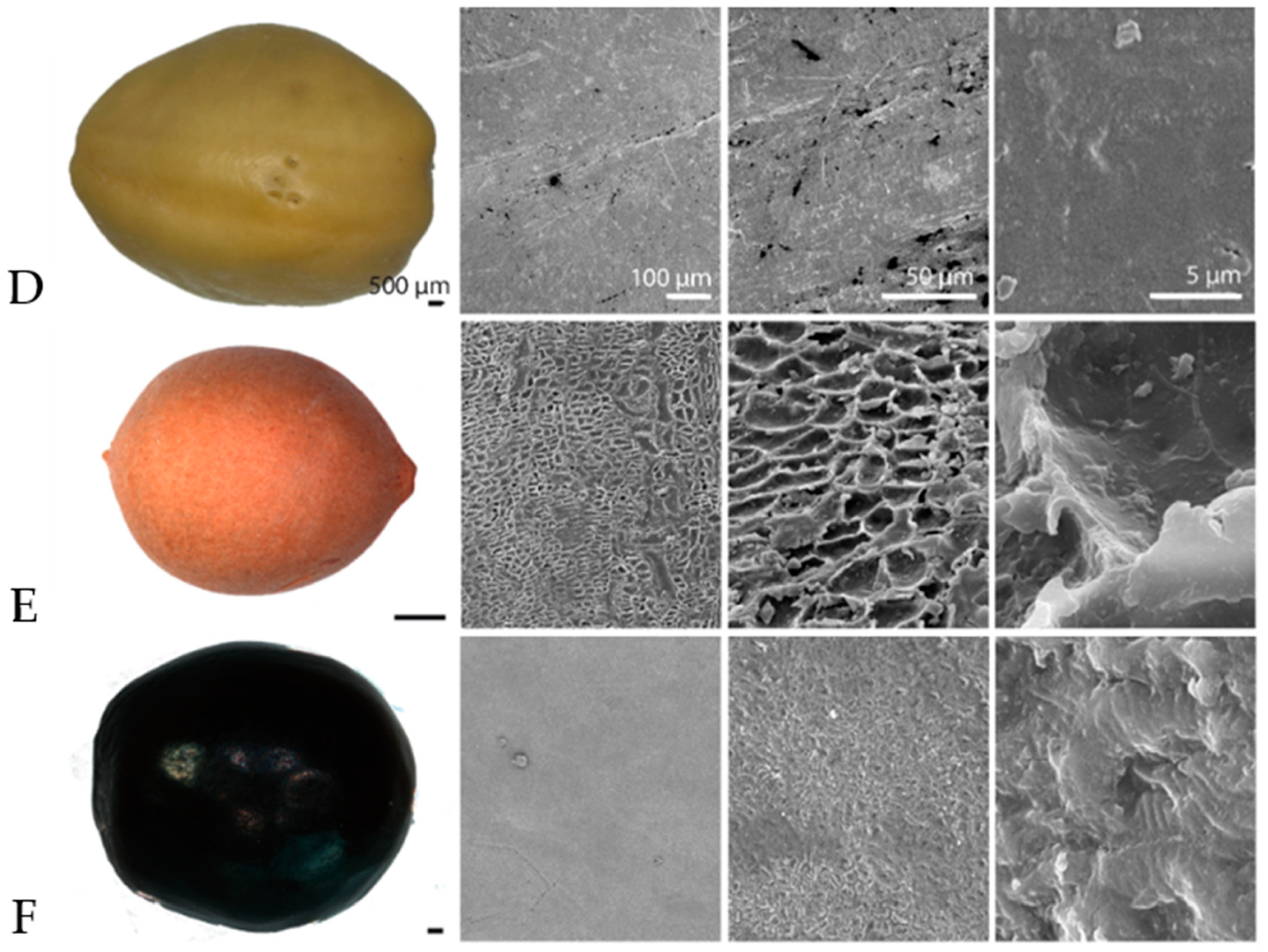 Biomimetics 04 00037 g001b 550